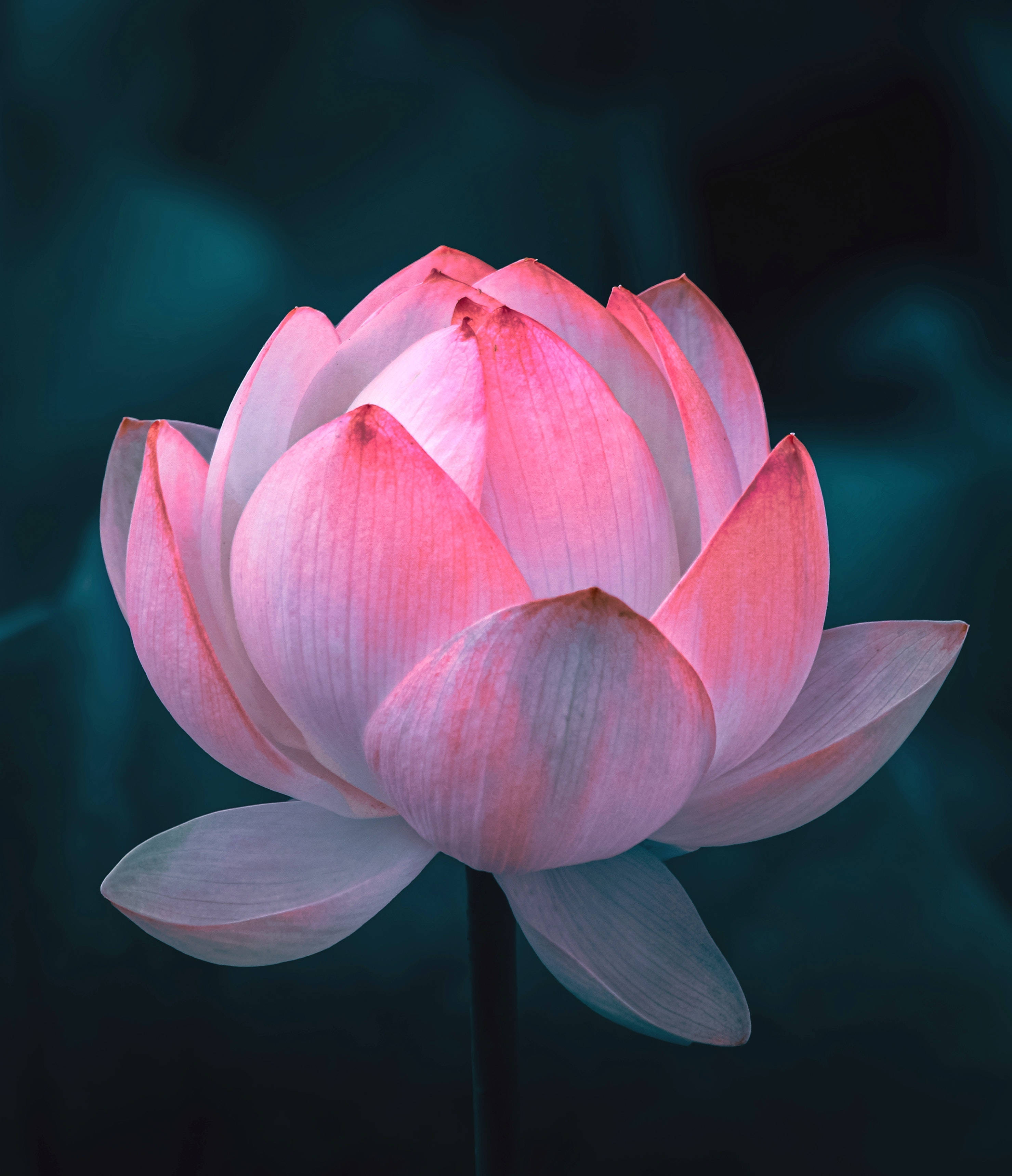 lotus 桌布 壁紙 — 一朵精緻的粉紅蓮花在深藍綠色模糊背景上，柔和光線下輕輕綻放。