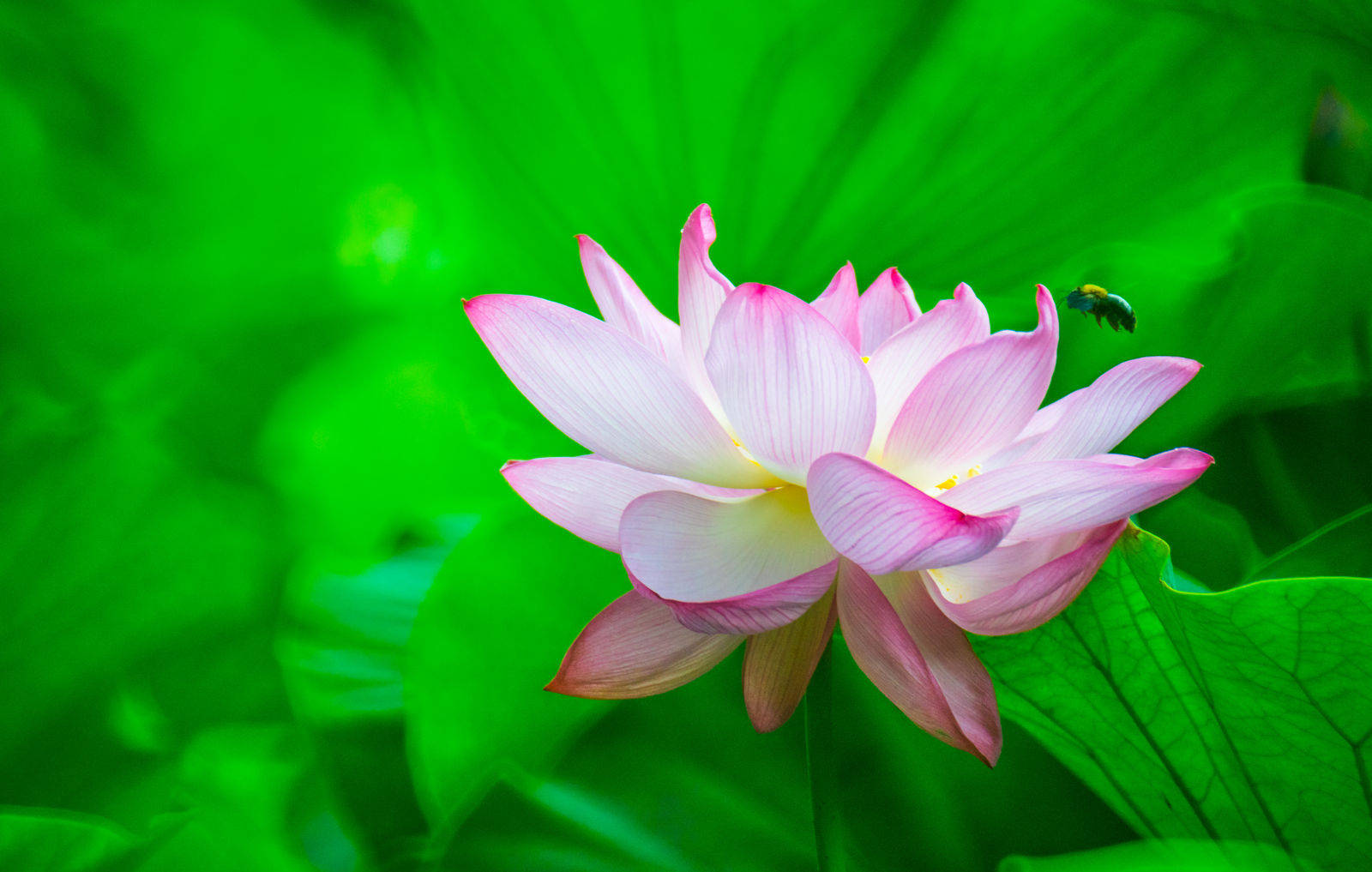 花 桌布 壁紙 — 一朵精緻的粉紅蓮花在茂盛的綠葉中鮮豔綻放，附近有一隻蜜蜂盤旋。