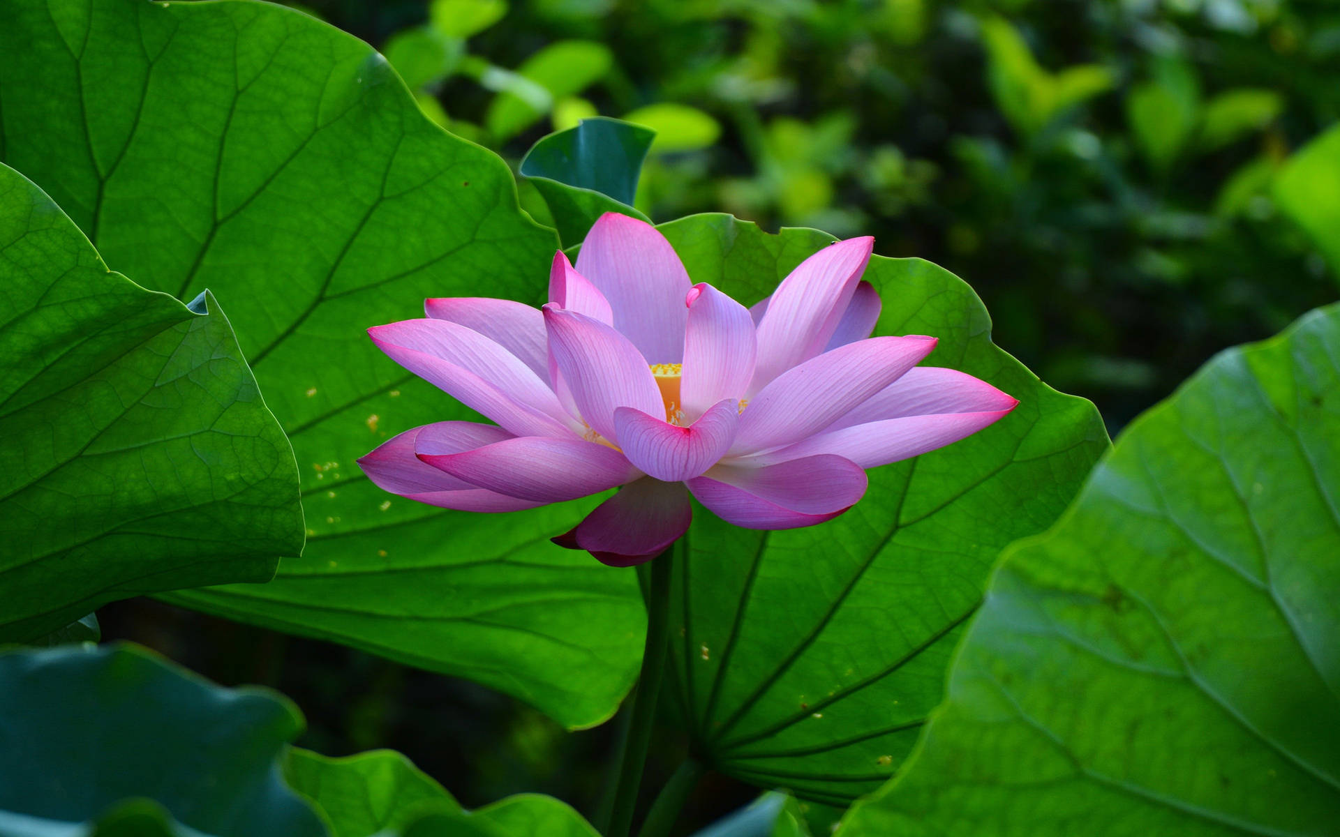 花園中一朵被大片綠葉環繞的粉紅蓮花。 — 綠色自然 壁紙