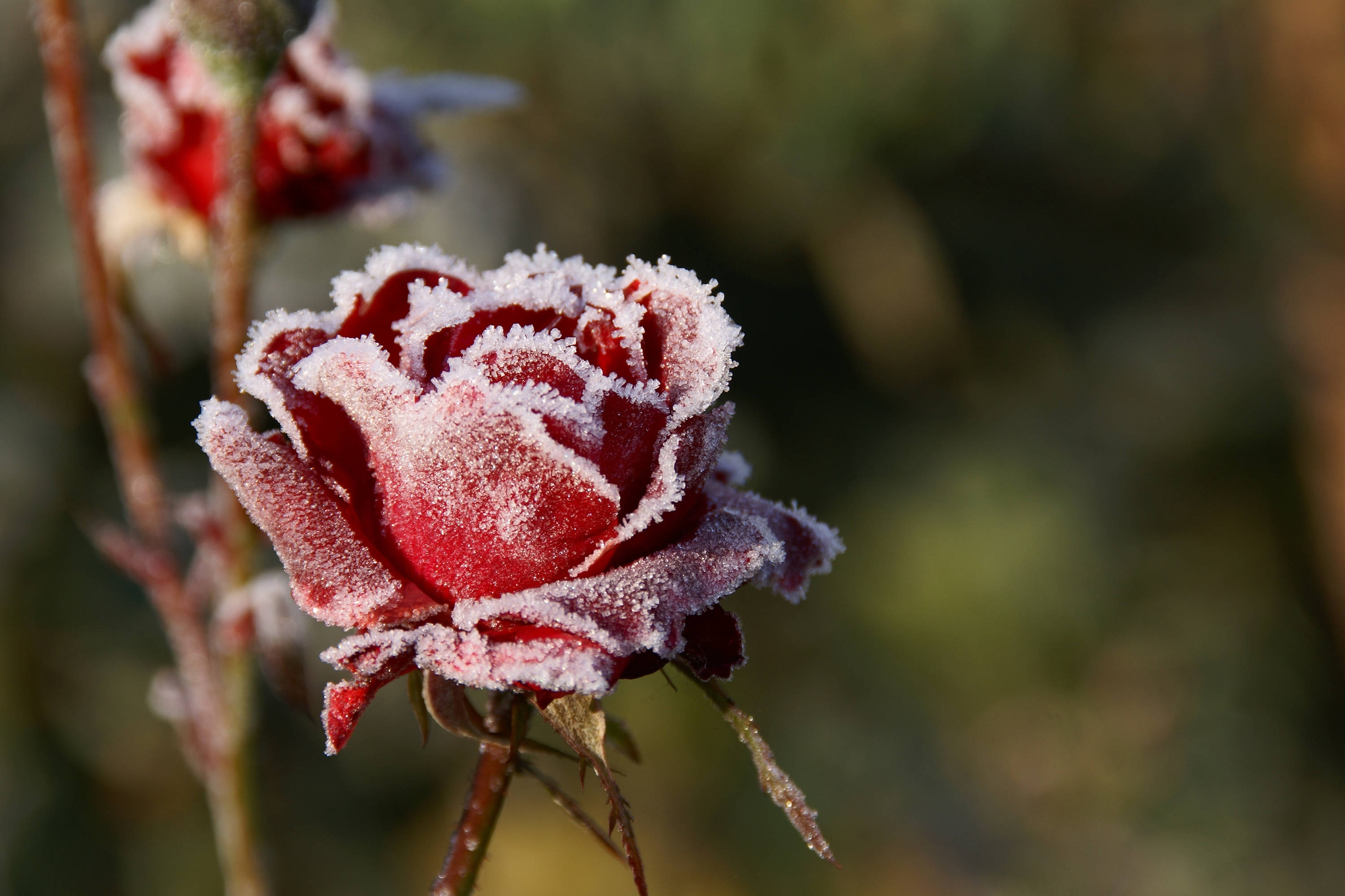 雪 桌布 壁紙 — 一朵精緻的紅玫瑰覆蓋著霜，在柔和的晨光中閃爍，背景是模糊的綠色。