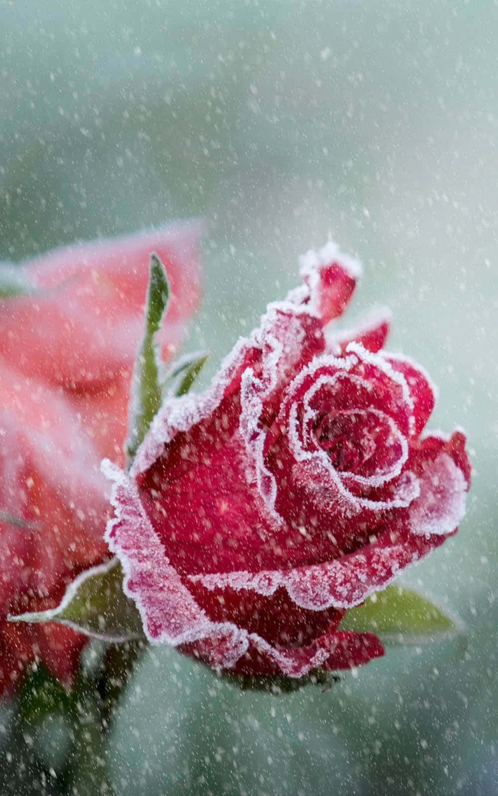 iPhone X Roses 桌布 壁紙 — 一朵精緻的紅玫瑰覆蓋著霜，雪花在模糊的綠色背景上輕輕飄落。