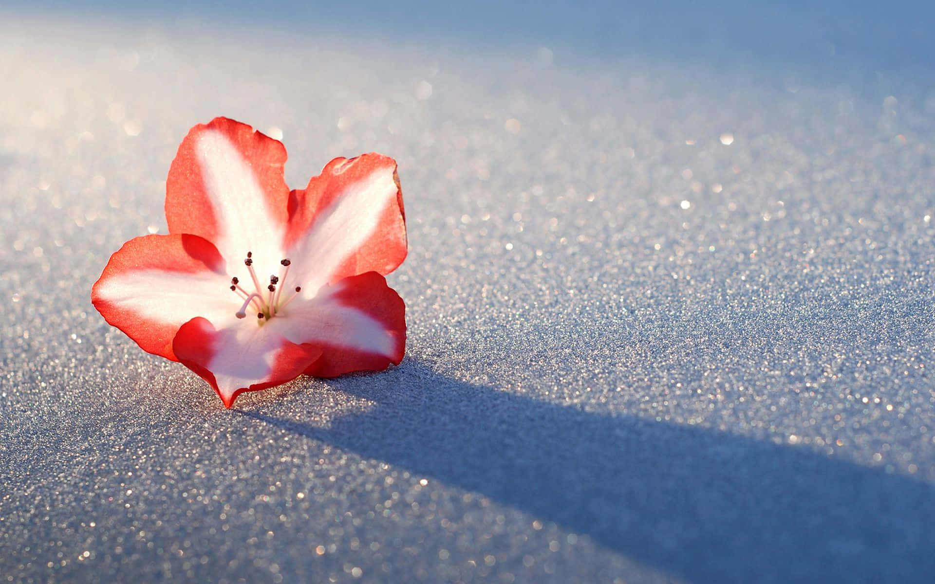 Winter Flowers 桌布 壁紙 — 一朵精緻的紅白花朵躺在閃閃發光的藍色沙子上，柔和的陰影在表面延伸。