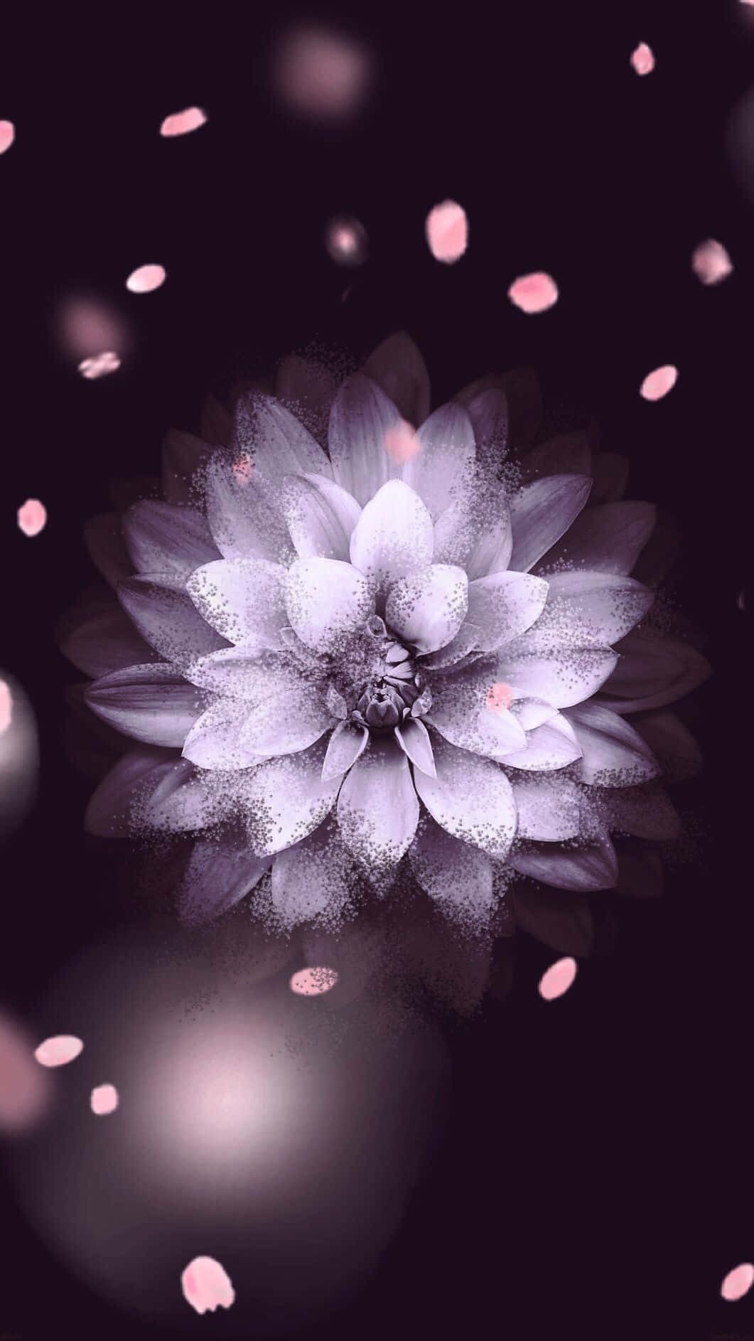 Cute Flower 桌布 壁紙 — 一朵精緻的紫色大麗花在深色背景下綻放，柔軟的粉紅色花瓣在周圍飄落。