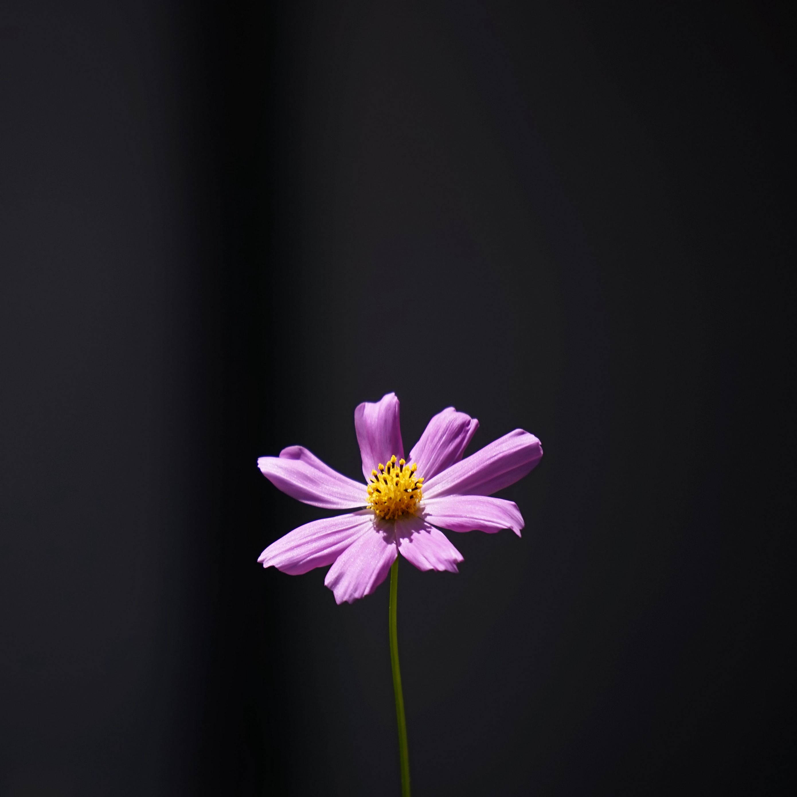 Purple Flower 桌布 壁紙 — 一朵精緻的紫色波斯菊，帶有黃色花心，在深黑色背景上格外突出。