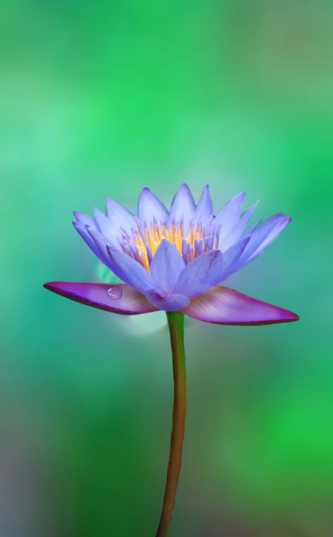 花 桌布 壁紙 — 一朵精緻的紫色睡蓮，帶有露珠，在柔和的綠色模糊背景上閃閃發光。