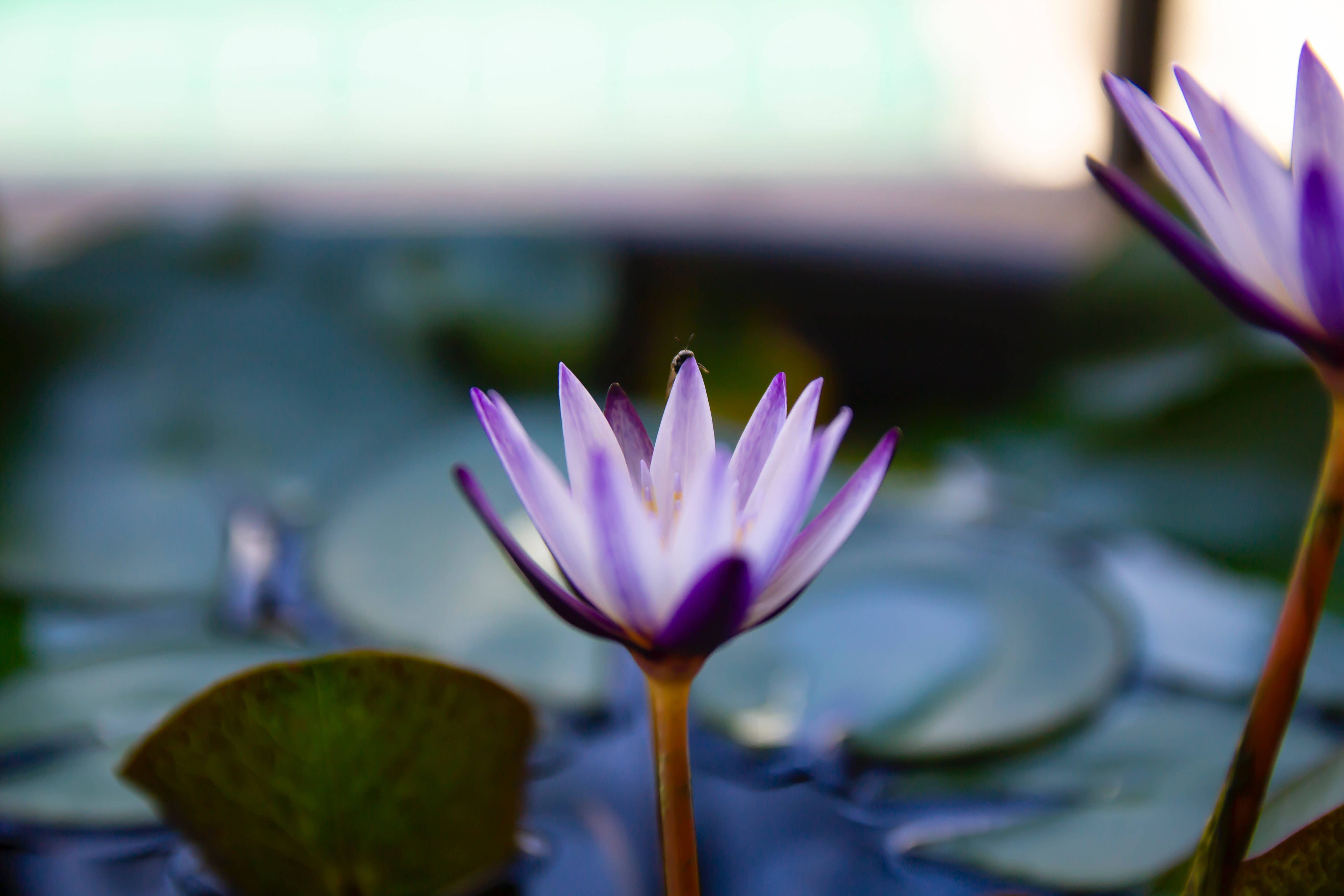 lotus 桌布 壁紙 — 一朵精緻的紫色睡蓮在平靜的水面上盛開，周圍環繞著綠色荷葉，柔和自然光線下。