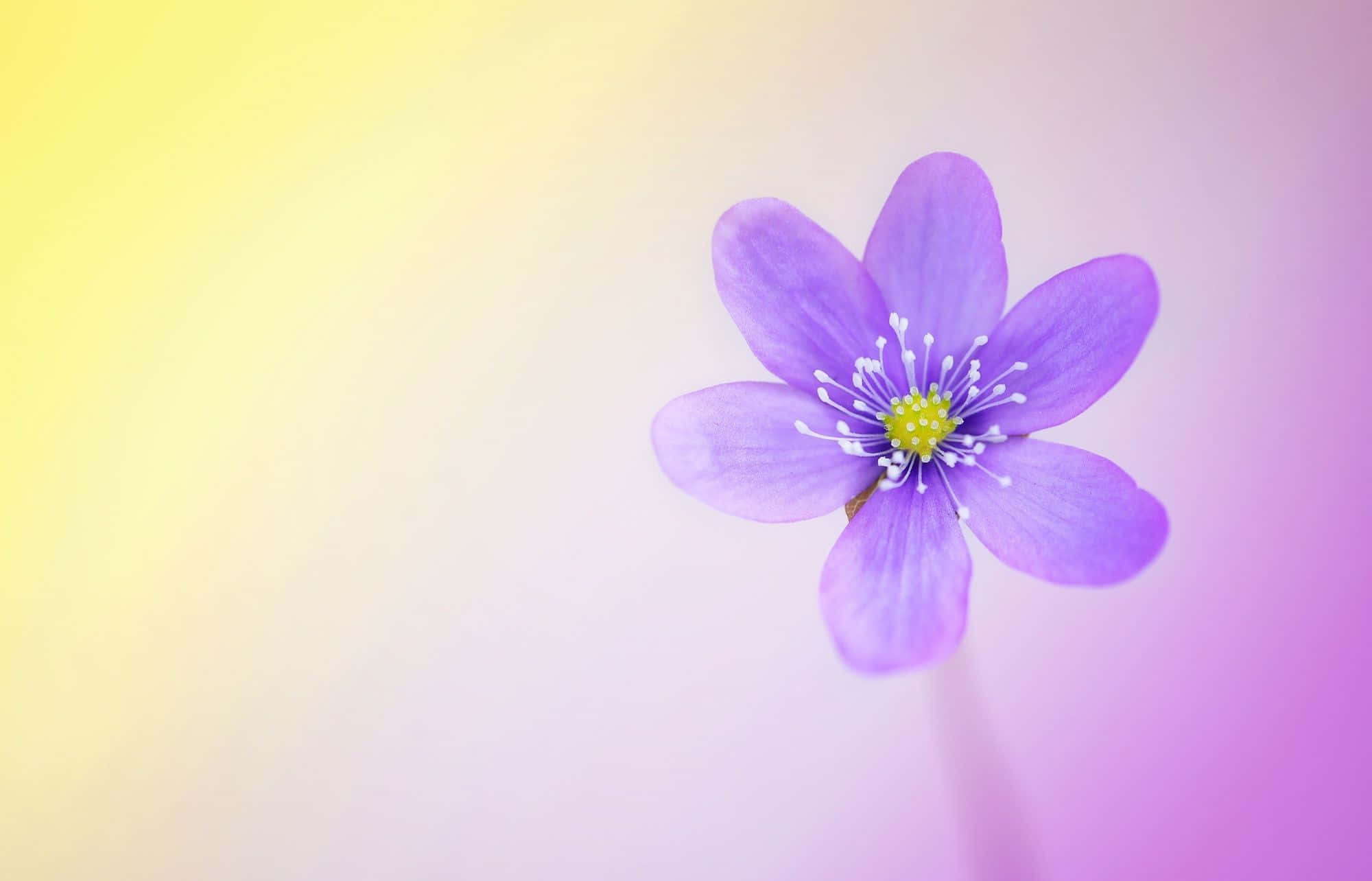 Cute HD 桌布 壁紙 — 一朵精緻的紫色花朵，帶有白色雄蕊，在黃色和粉紅色的柔和漸變背景下綻放。