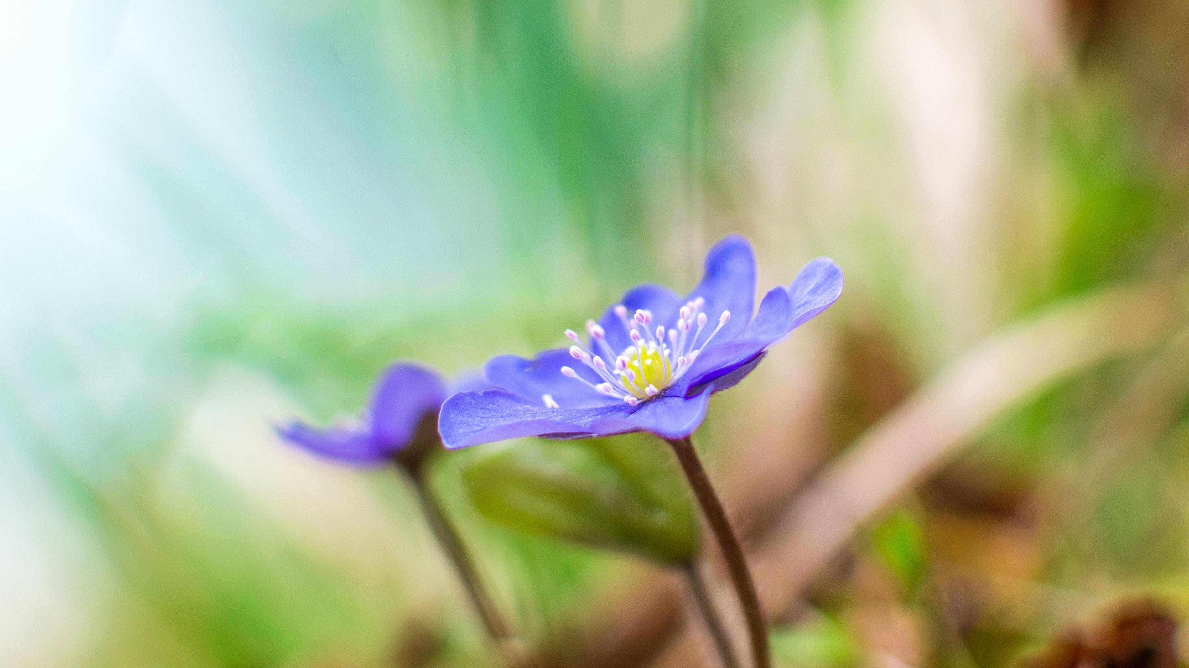 花 桌布 壁紙 — 一朵精緻的紫色花朵，帶有黃色花蕊，在模糊的綠色背景上柔和地綻放。