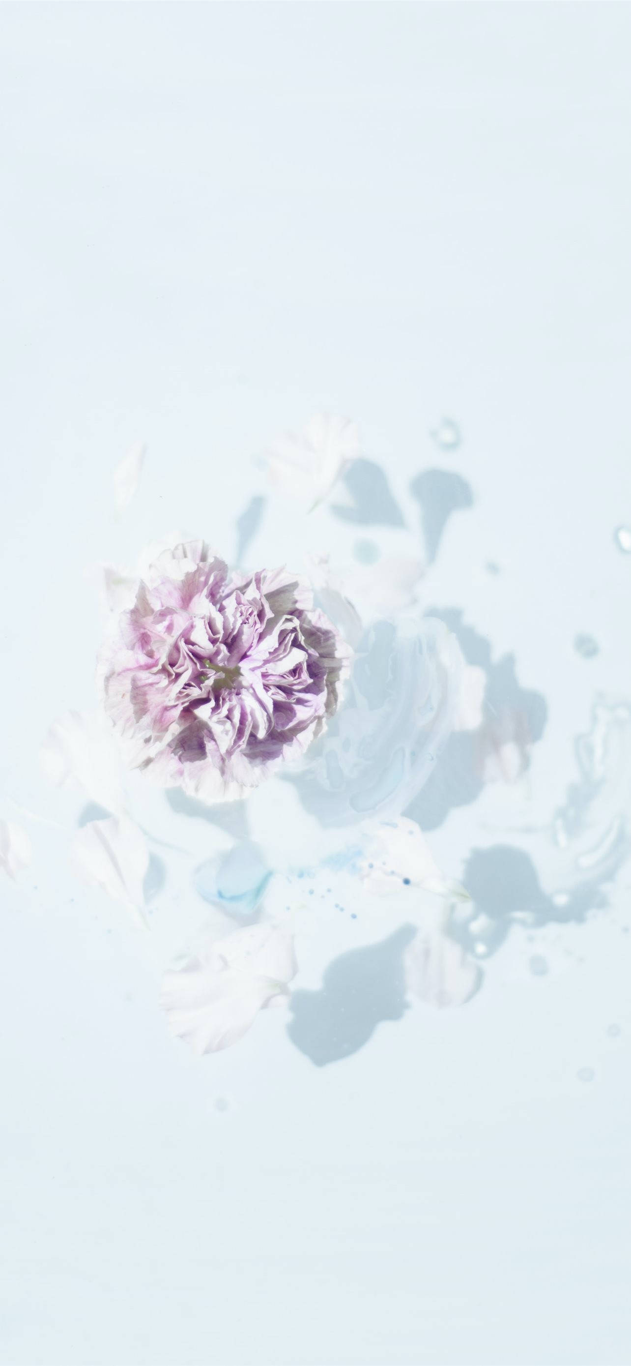 Aesthetic Purple Flower 桌布 壁紙 — 一朵精緻的紫色花朵在淡藍色的水面上寧靜地漂浮，帶有柔和的陰影和散落的花瓣。