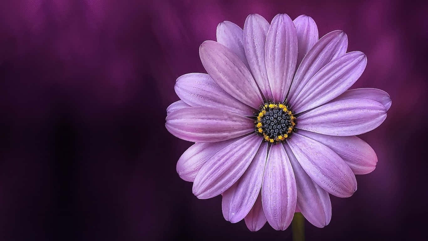 1366x768 Daisies 桌布 壁紙 — 一朵精緻的紫色雛菊特寫，花瓣上帶有露珠，背景為深紫色模糊效果。