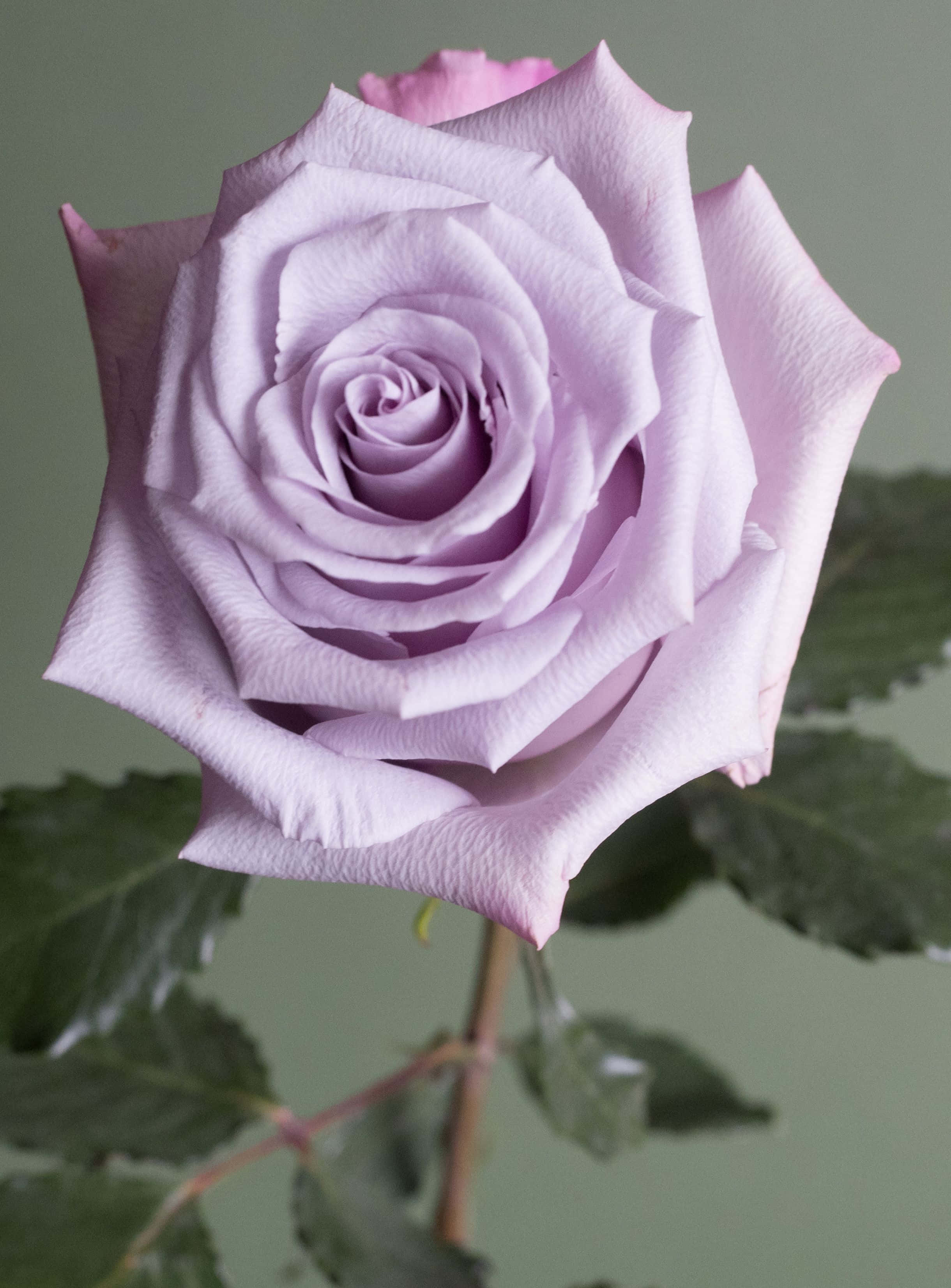 Rose Flower 桌布 壁紙 — 一朵精緻的薰衣草玫瑰特寫，帶有柔軟的花瓣和綠葉，背景為柔和的灰色。