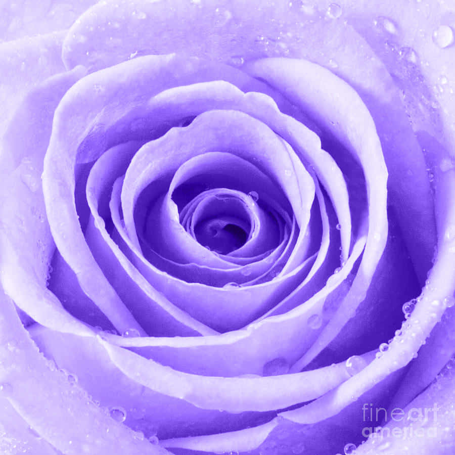 Rose Flower 桌布 壁紙 — 一朵精緻的薰衣草玫瑰特寫，露珠在其螺旋狀花瓣上閃閃發光。