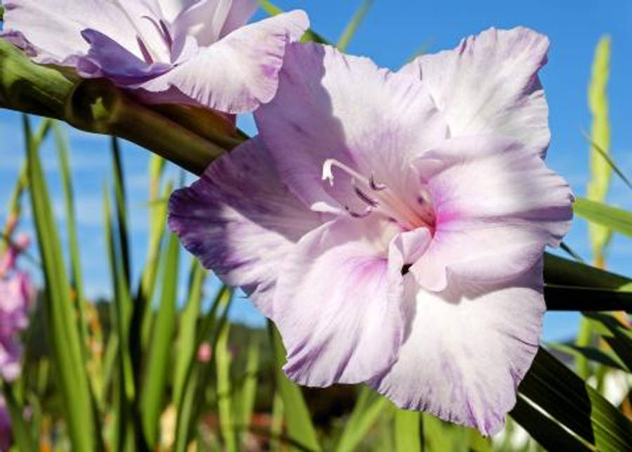 Gladiolus 桌布 壁紙 — 一朵精緻的薰衣草色劍蘭花在明亮的藍天和綠色莖桿襯托下盛開的特寫。
