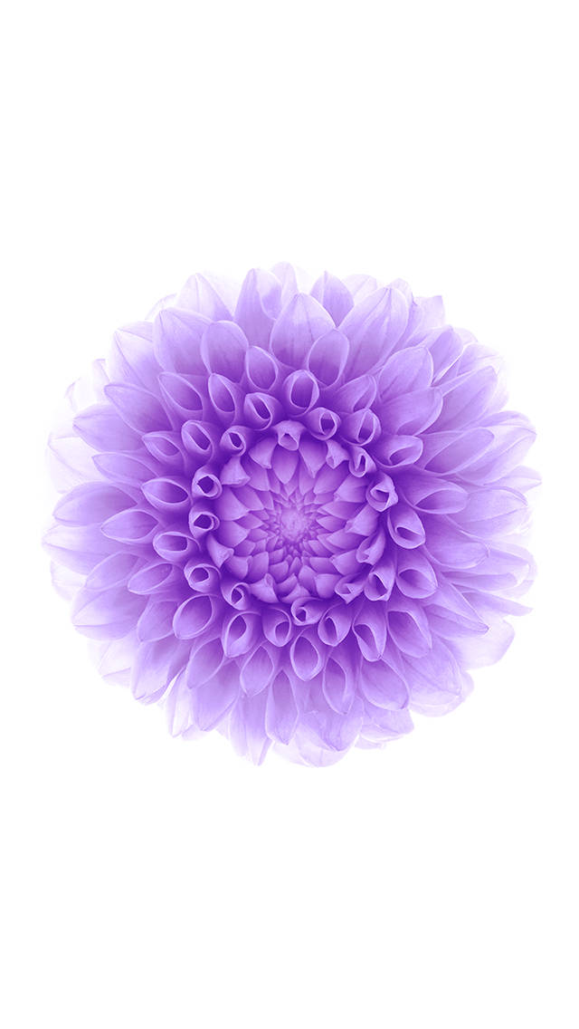 iOS 8 桌布 壁紙 — 一朵精緻的薰衣草色大理花，層層花瓣在純白背景下柔和綻放。