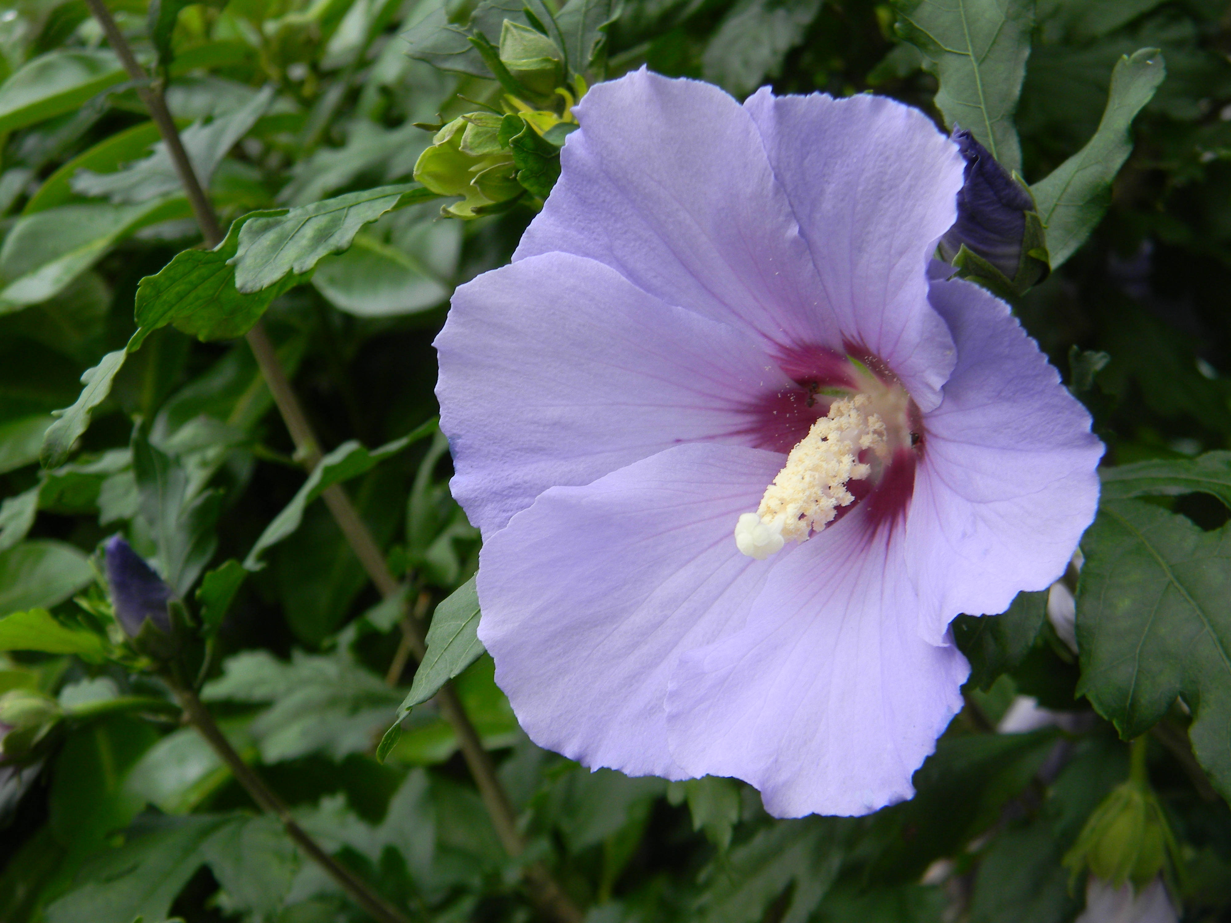 tumblr 花朵 桌布 壁紙 — 一朵精緻的薰衣草芙蓉花在茂密的綠葉中綻放，光線柔和自然。