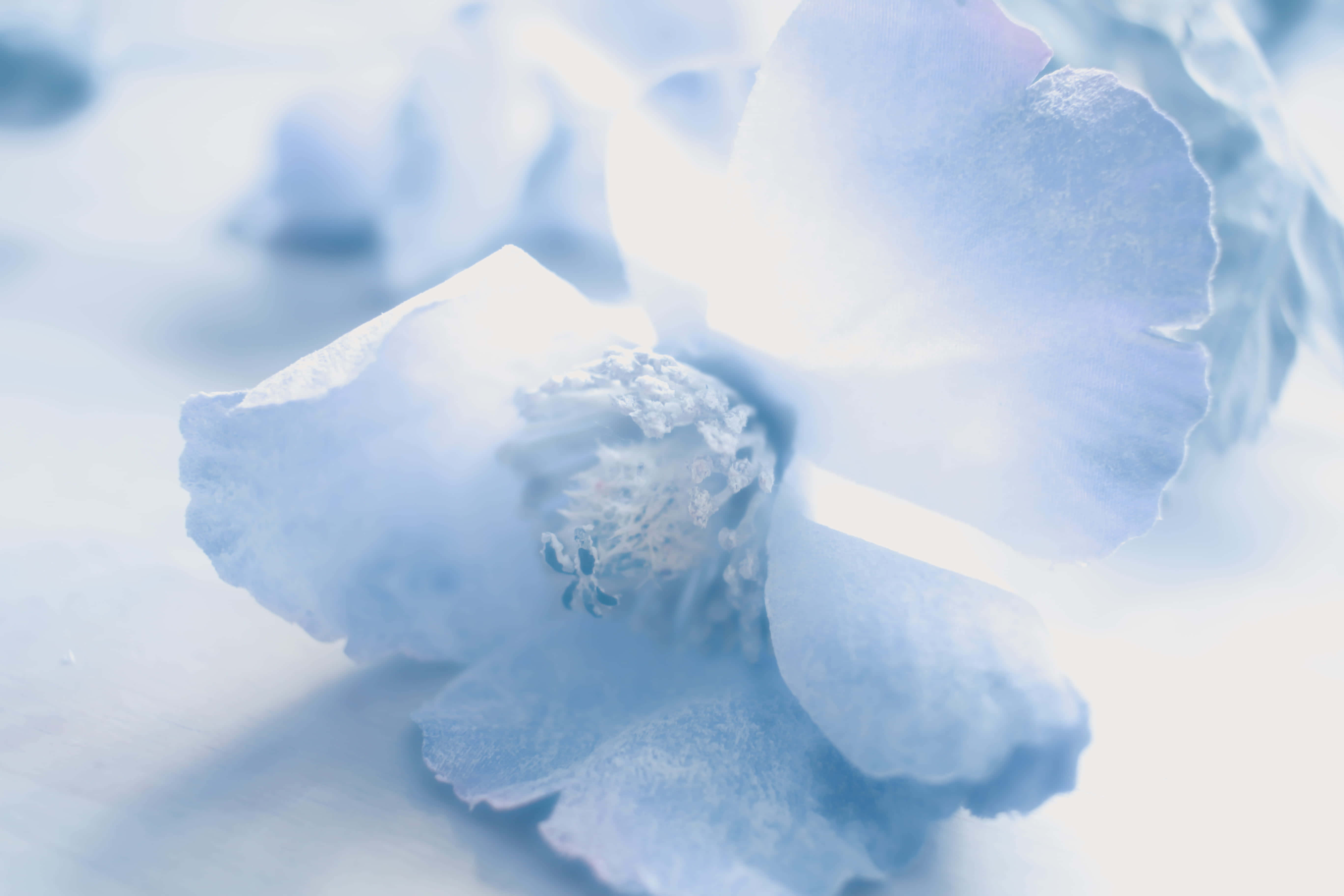 Powder Blue 桌布 壁紙 — 一朵精緻的藍色花朵，帶有柔軟的花瓣和霜狀質感，在模糊的背景中沐浴著空靈的光芒。