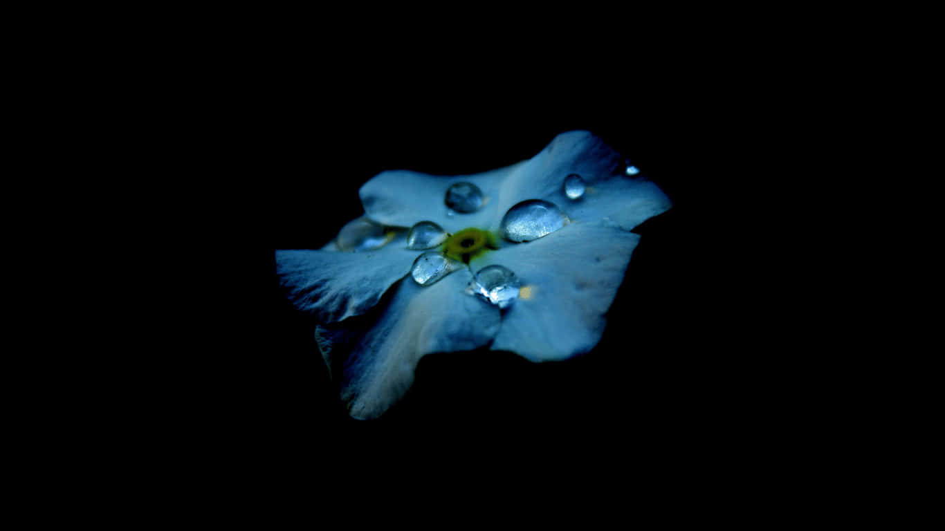 1366x768 Amoled 桌布 壁紙 — 一朵精緻的藍色花朵，帶有閃閃發光的水滴，漂浮在純黑色背景上。