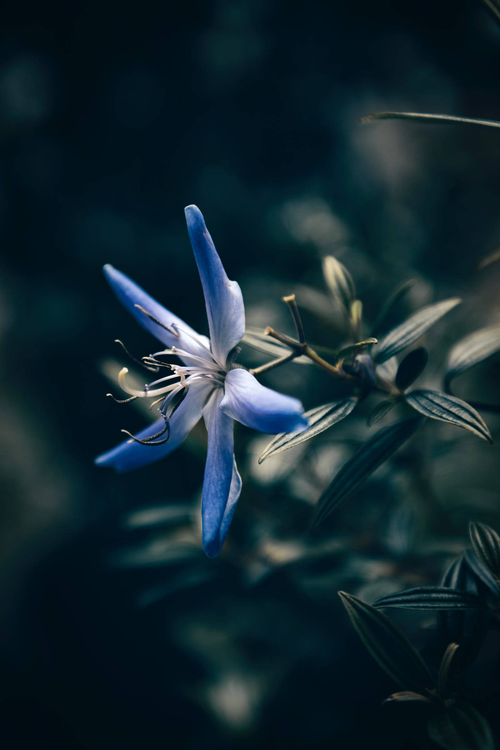 花卉 桌布 壁紙 — 一朵精緻的藍色花朵，白色花心，花瓣纖細，在黑暗模糊的樹葉背景中綻放。