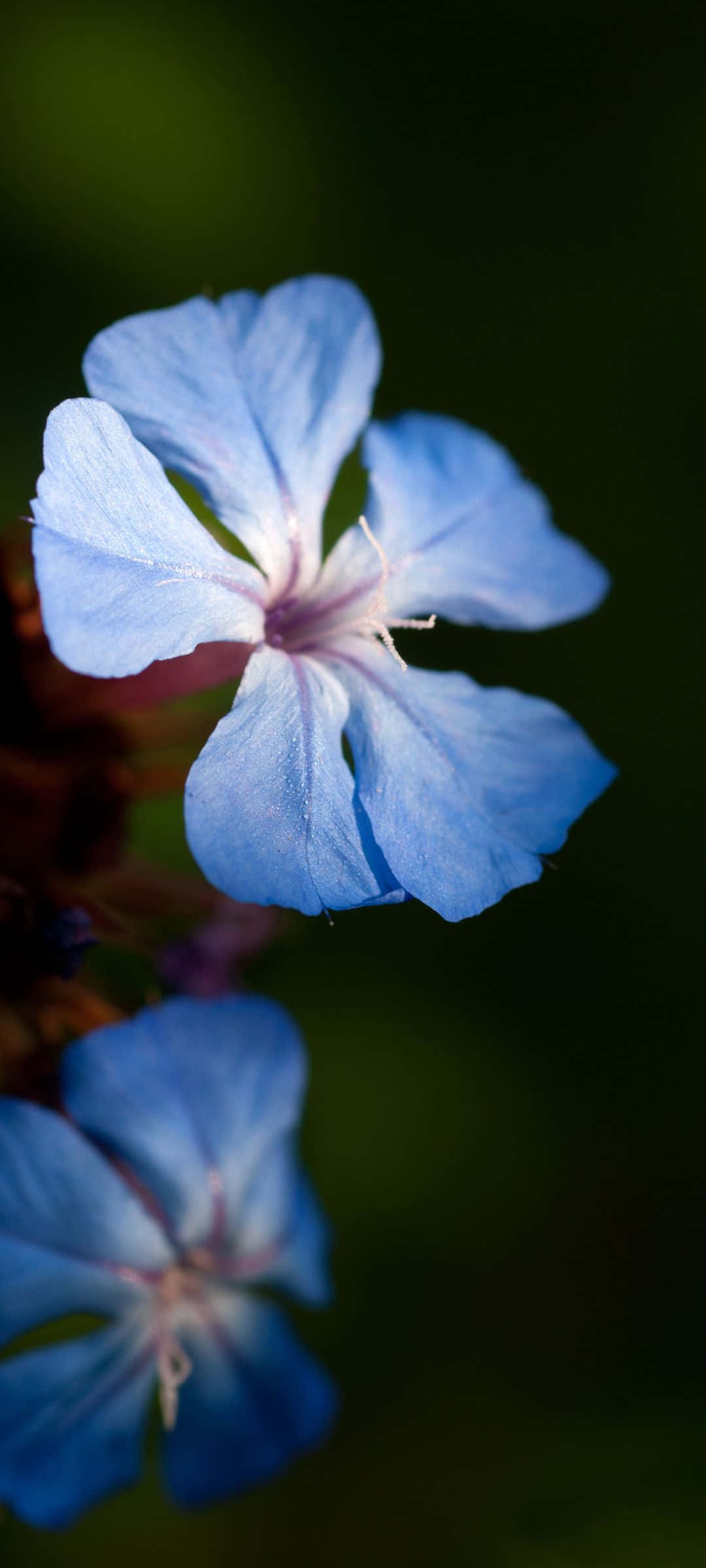 1080x2400 桌布 壁紙 — 一朵精緻的藍色花朵，花瓣柔軟，中心帶有淡淡的粉紅色，在深色模糊的綠色背景上綻放。