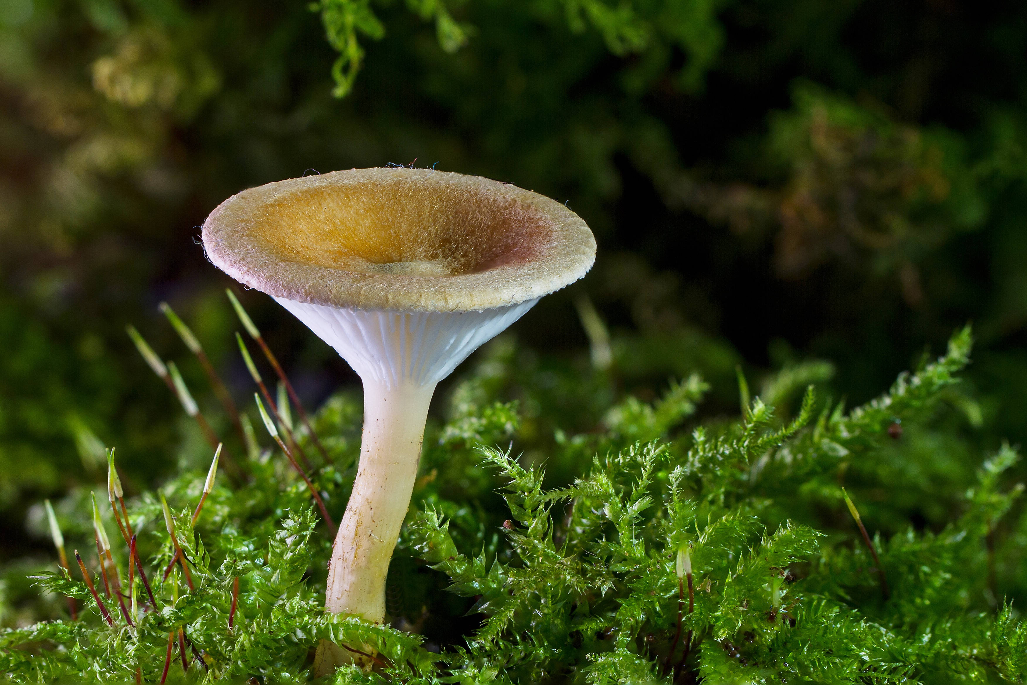 Cute Mushroom 桌布 壁紙 — 一朵精緻的蘑菇，帶有蒼白的莖和柔軟的黃色邊緣，從森林地面充滿活力的綠色苔蘚中冒出。