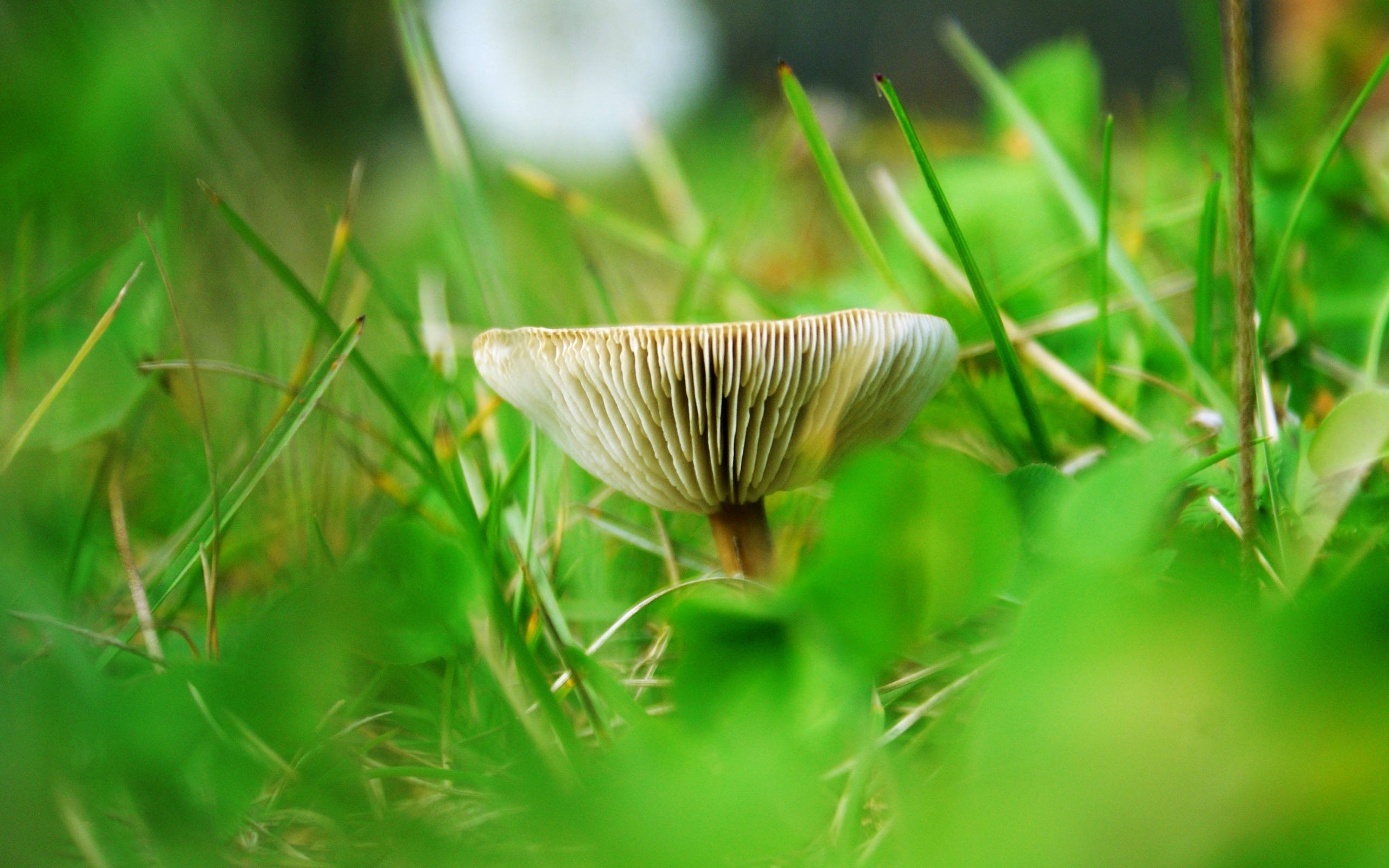 Cute Mushroom 桌布 壁紙 — 一朵精緻的蘑菇，菌褶清晰可見，從鮮綠的草叢中冒出，景深較淺。