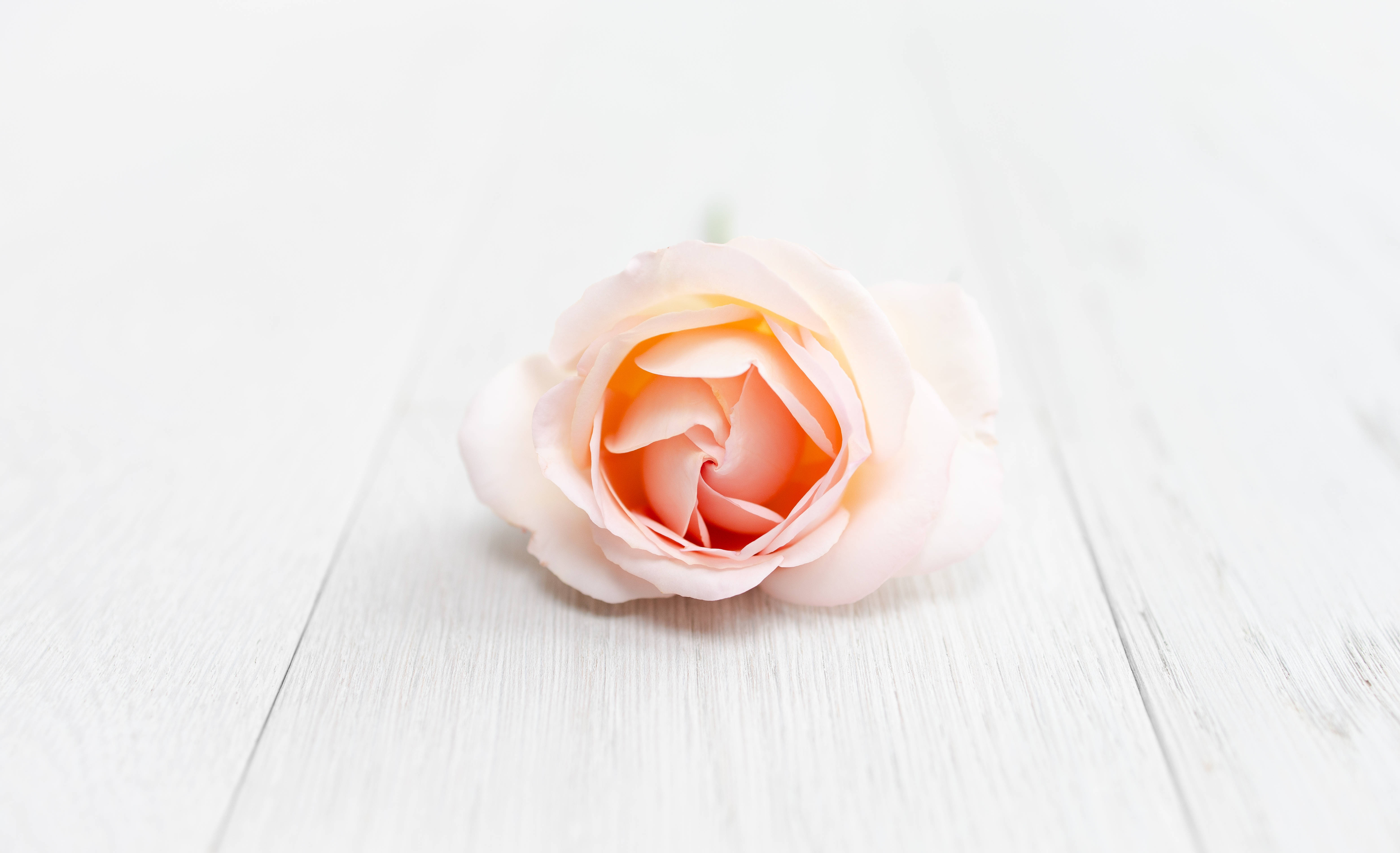 Rose iPhone 桌布 壁紙 — 一朵精緻的蜜桃玫瑰，帶有柔和內層色調，靜置在明亮的白色木質表面上。