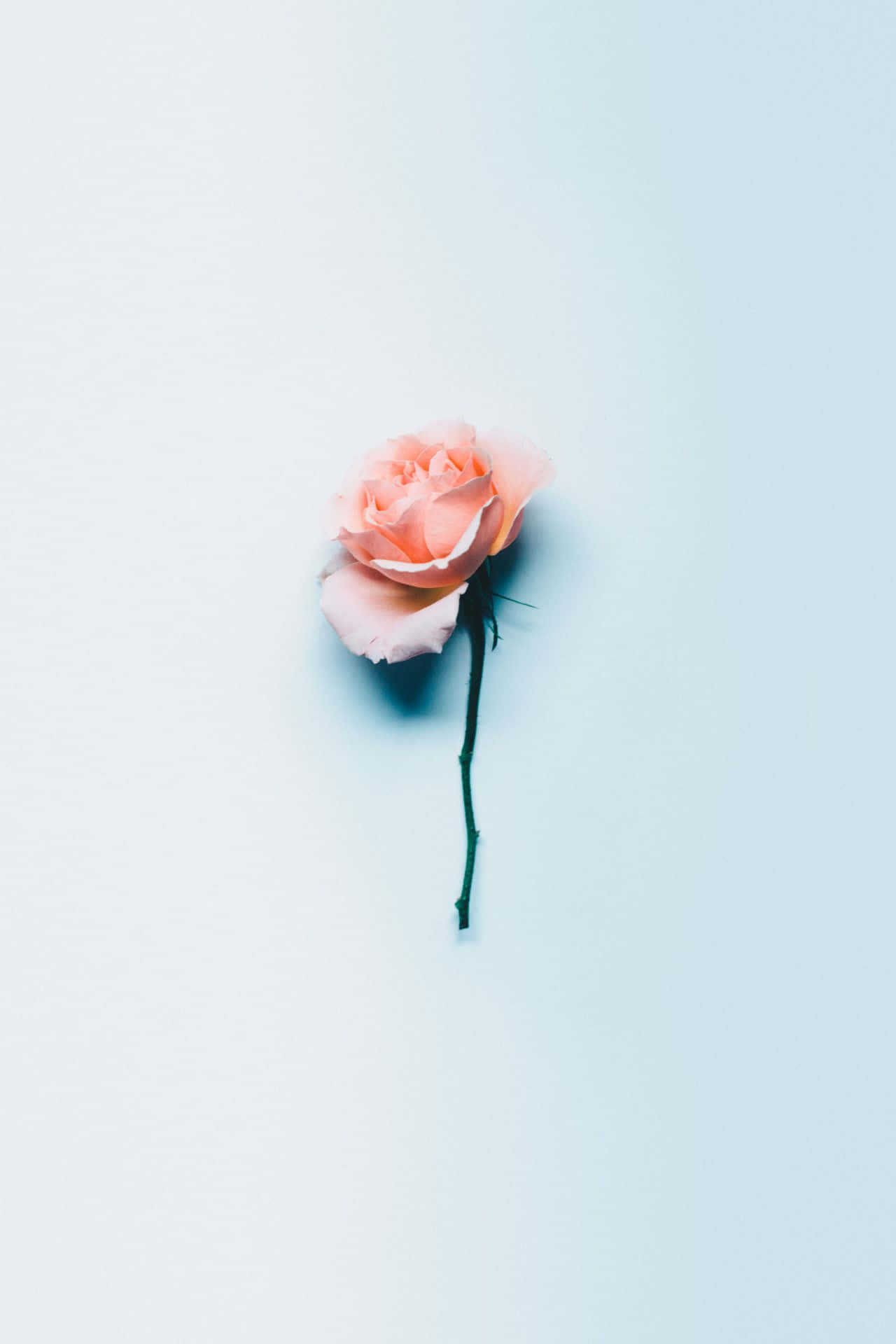 Aesthetic Rose 桌布 壁紙 — 一朵精緻的蜜桃玫瑰，帶有深色莖幹，倚靠在柔和的漸變藍色背景上。