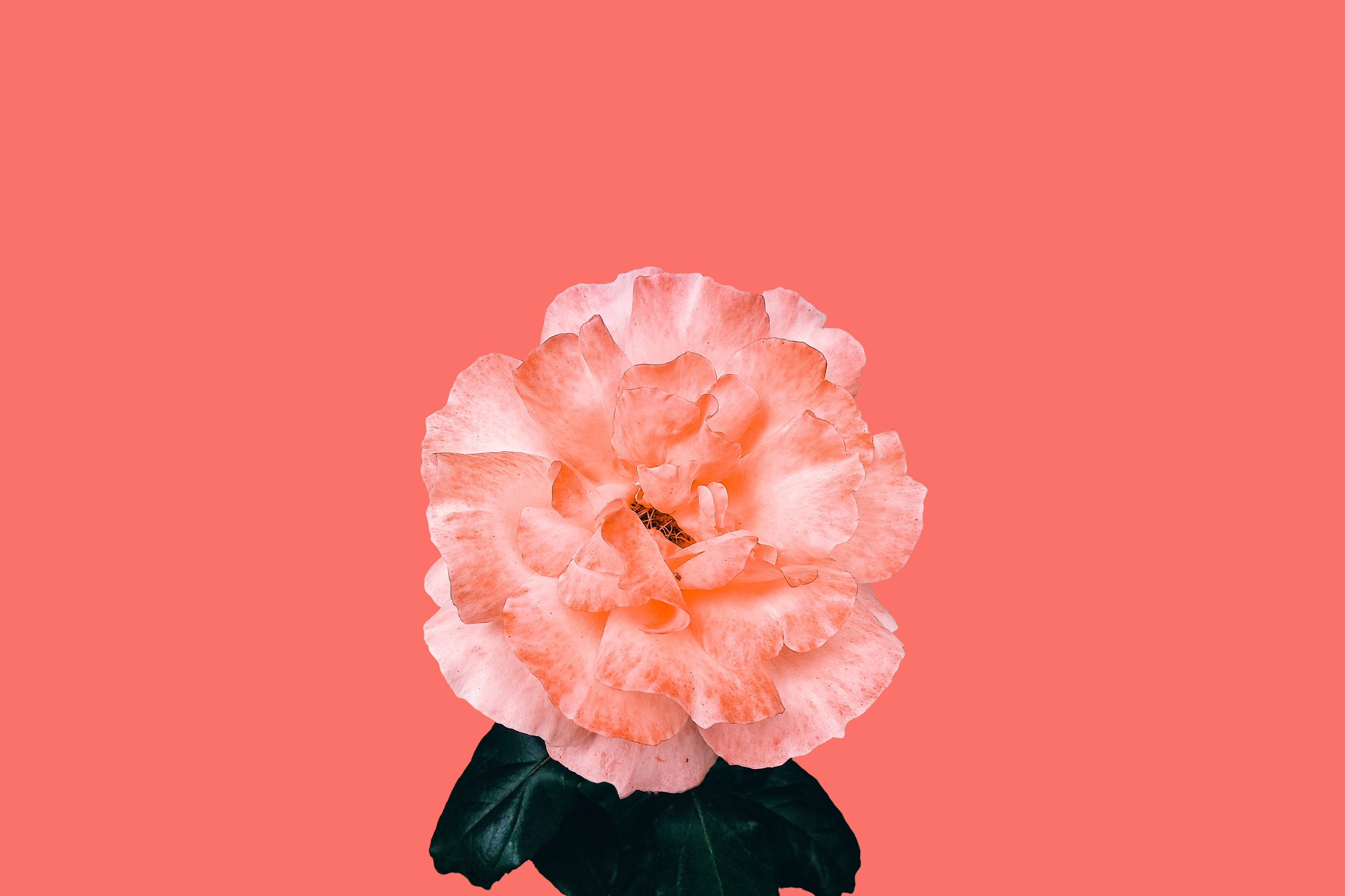 iPhone 桌布 壁紙 — 一朵精緻的蜜桃玫瑰，帶有褶邊花瓣和深綠色葉子，居中立在純珊瑚粉紅色背景上。