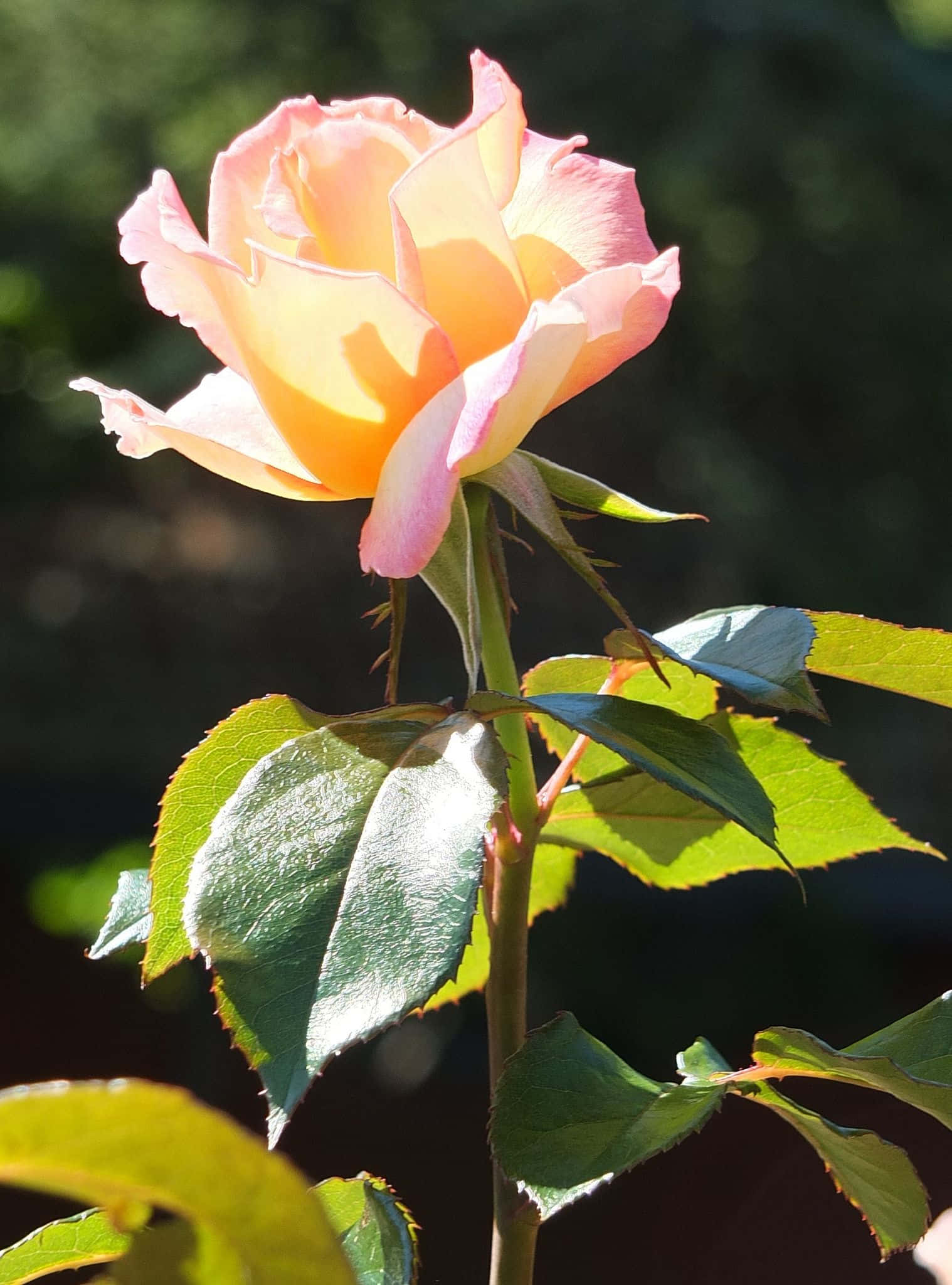 Hybrid Tea Roses 桌布 壁紙 — 一朵精緻的蜜桃玫瑰在柔和陽光下綻放，襯托著鮮綠的葉子和模糊的自然背景。