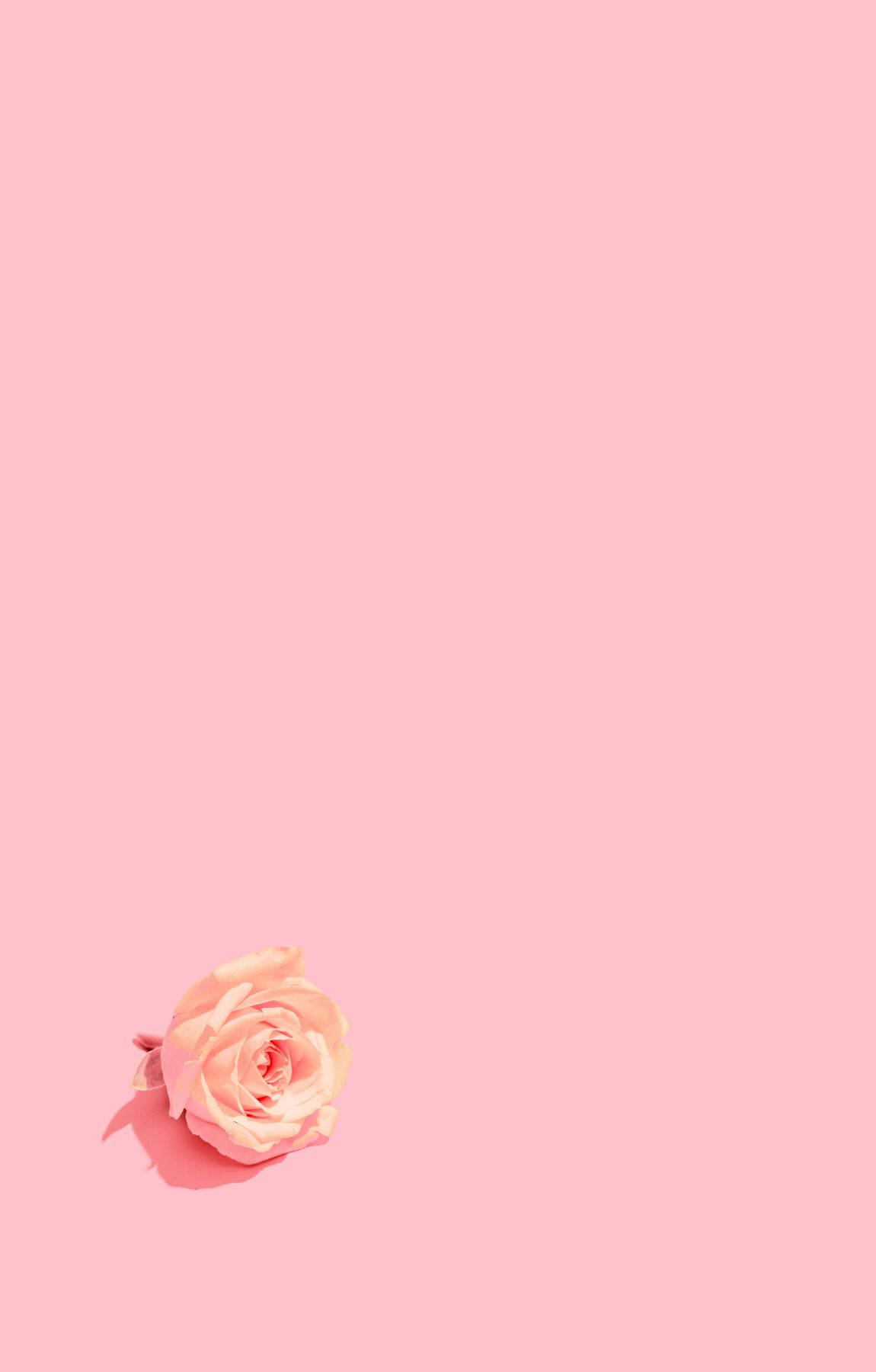 Rose Flower 桌布 壁紙 — 一朵精緻的蜜桃玫瑰放在左下角，背景為純色粉彩粉紅色。