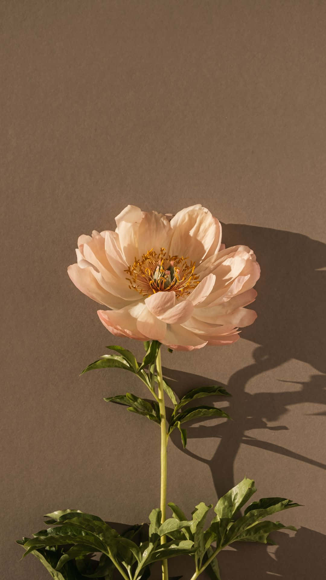 Soft Brown Aesthetic 桌布 壁紙 — 一朵精緻的蜜桃色牡丹在柔和的灰褐色牆壁上綻放，投下柔和的陰影。