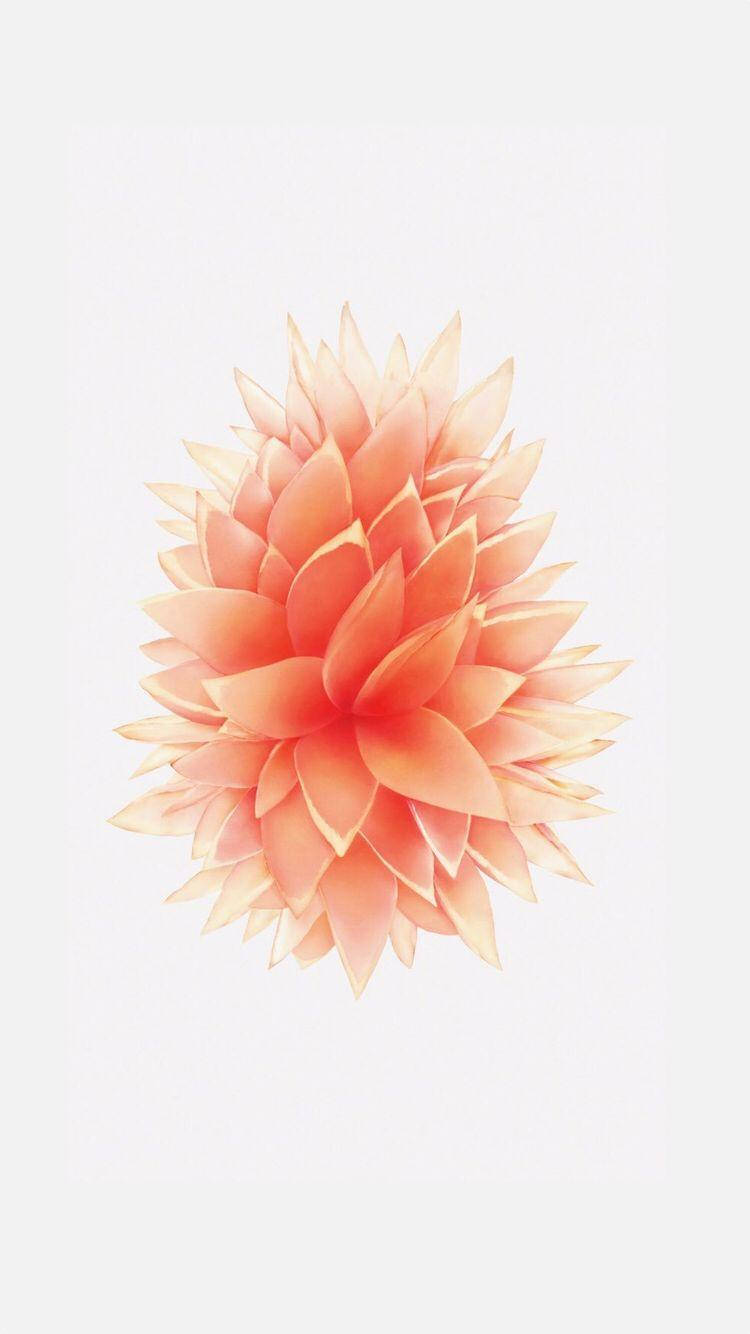 iPhone SE 桌布 壁紙 — 一朵精緻的蜜桃色花朵，花瓣層層疊疊，在簡約的白色背景上散發出柔和溫暖的感覺。