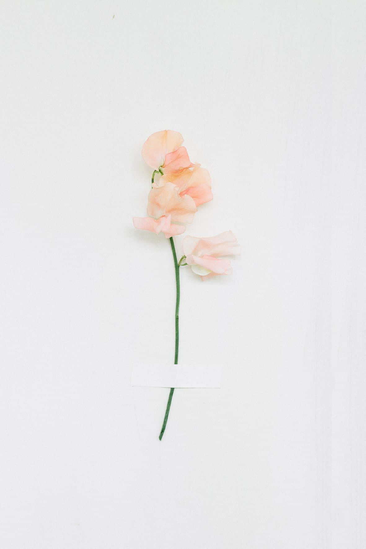 Minimalist Flower Computer 桌布 壁紙 — 一朵精緻的蜜桃色香豌豆花，花瓣柔軟，莖幹纖細翠綠，襯托在簡約的白色背景上。