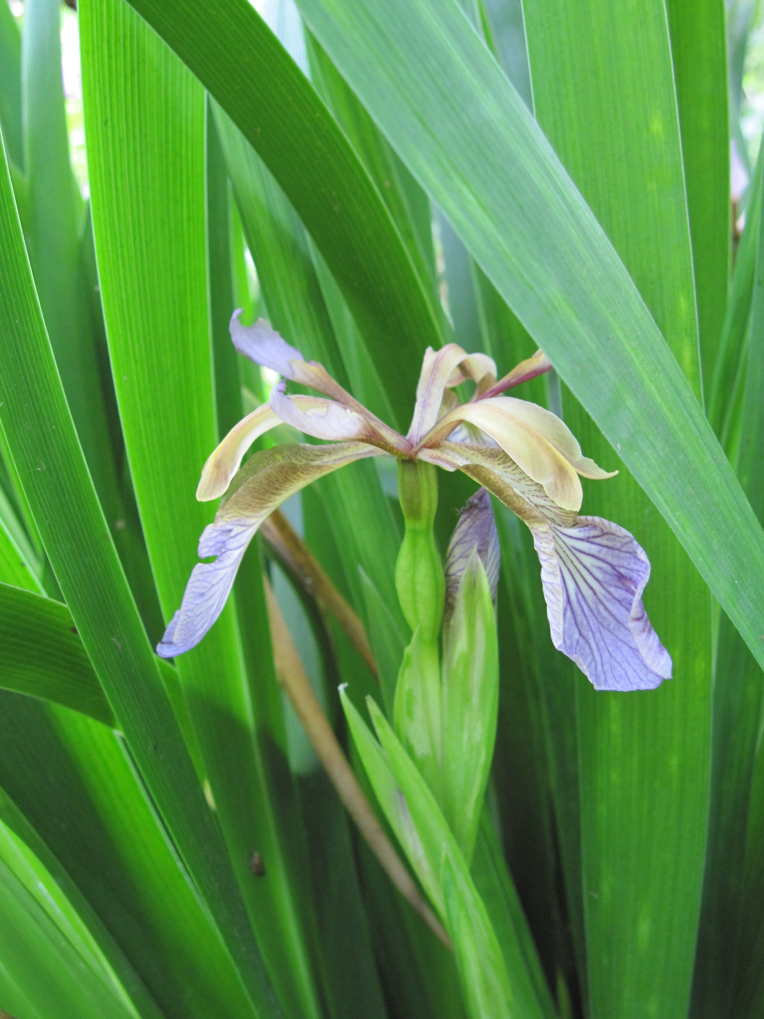 Iris 桌布 壁紙 — 一朵精緻的鳶尾花，帶有褪色的紫色和黃色花瓣，在高大的鮮綠色葉子中盛開。