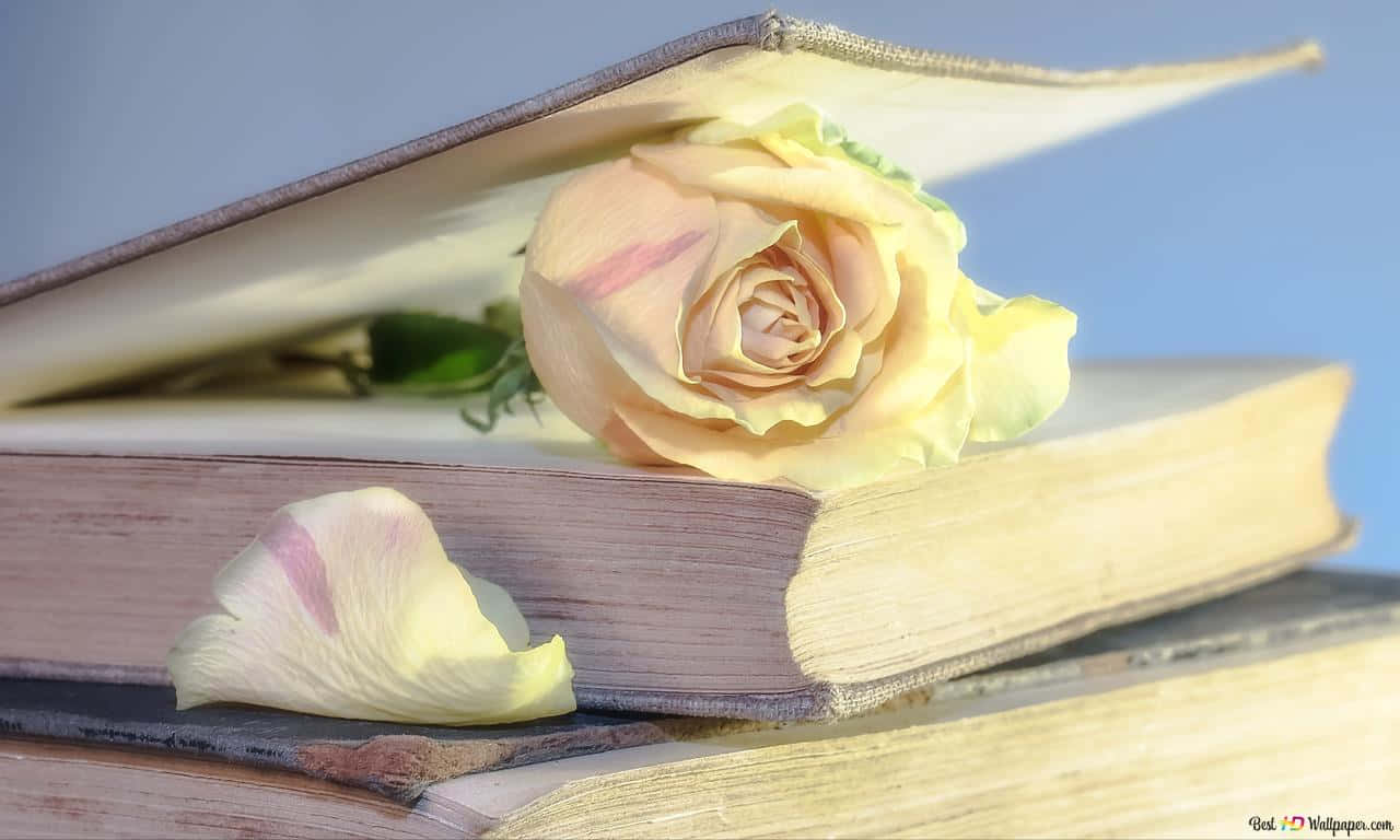 1280x768 Rose 桌布 壁紙 — 一朵精緻的黃玫瑰，帶有一片落下的花瓣，在柔和日光下安放在一堆舊書上。