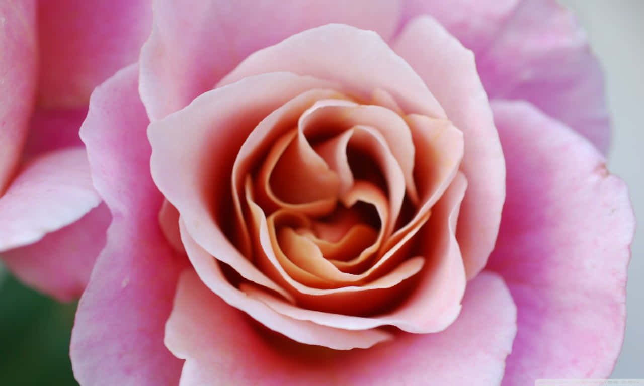 1280x768 Rose 桌布 壁紙 — 一朵精緻粉紅玫瑰的特寫，帶有柔和蜜桃底色和天鵝絨般的花瓣，完美螺旋展開。