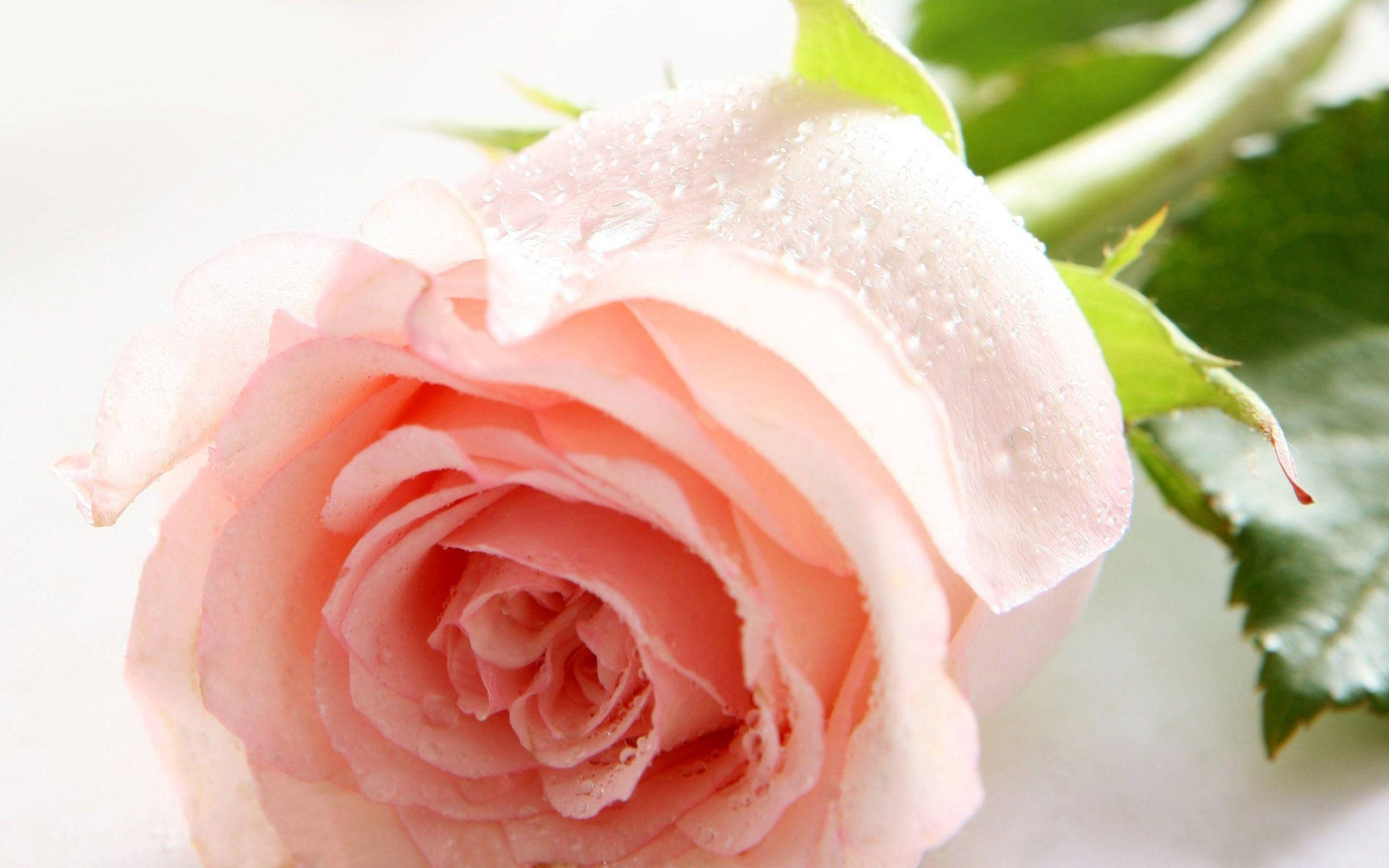 Rose Flower 桌布 壁紙 — 一朵精緻粉紅玫瑰的特寫，柔軟花瓣上閃爍著露珠，襯托在明亮的白色背景上。