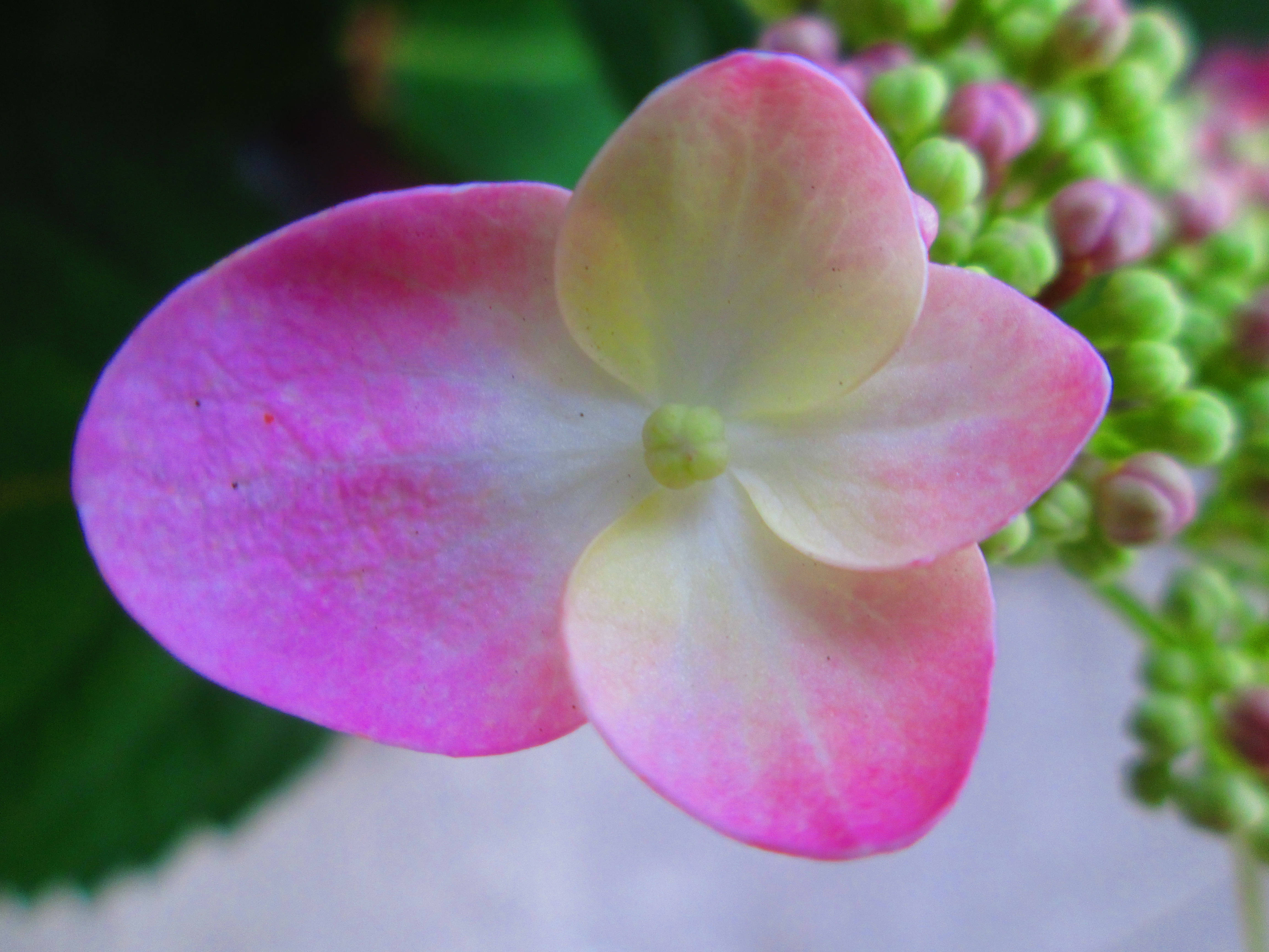 tumblr 花朵 桌布 壁紙 — 一朵精緻粉紅色繡球花的特寫，帶有柔和漸變花瓣和背景中的綠色花蕾。