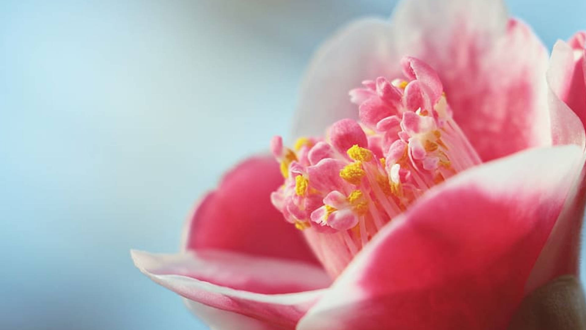Camellia 桌布 壁紙 — 一朵精緻粉紅色花朵的特寫，帶有柔軟的白色邊緣和黃色雄蕊，背景是模糊的藍色。