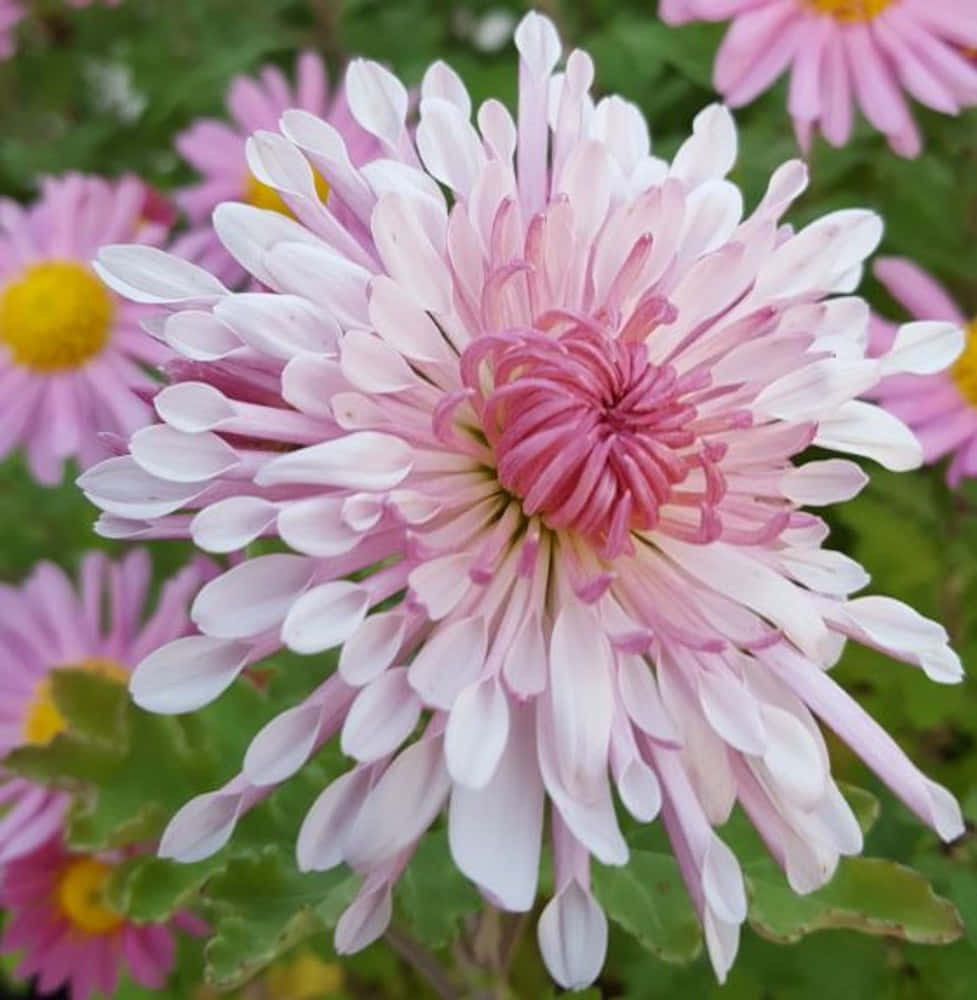 Chrysanthemum 桌布 壁紙 — 一朵精緻粉紅菊花的特寫，花瓣尖端為白色，鮮黃色的花心被綠色葉子環繞。