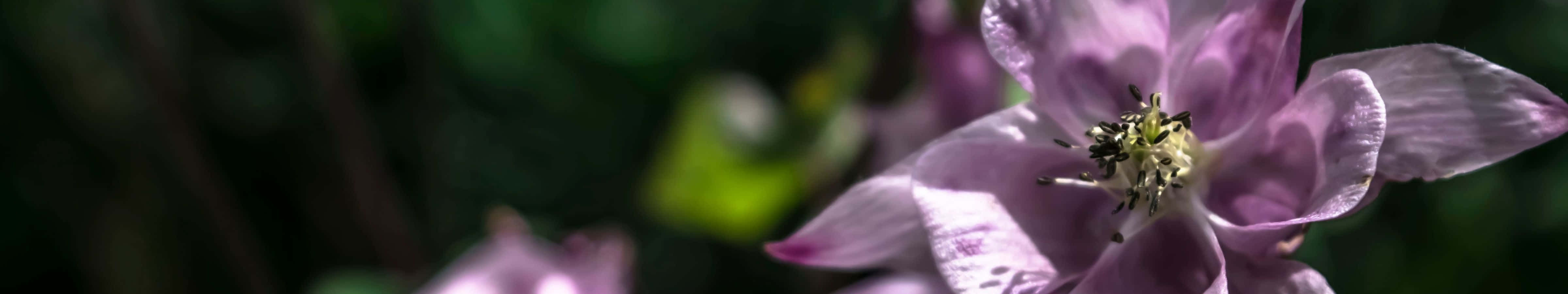 4800x900 桌布 壁紙 — 一朵精緻紫色花朵的特寫，花瓣柔軟，黃色花蕊細節清晰，背景為模糊的綠色。