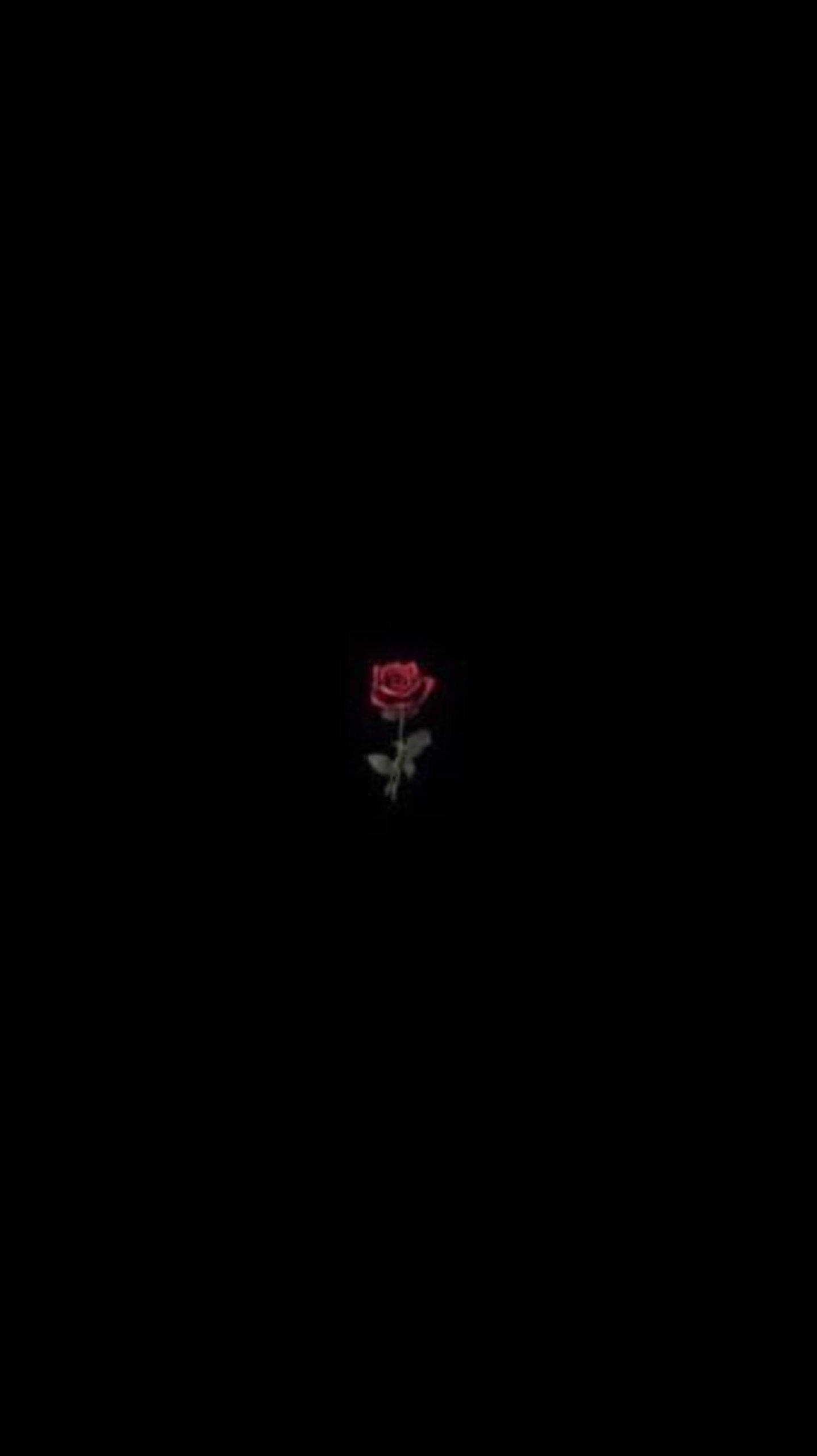 Rose Flower 桌布 壁紙 — 一朵紅玫瑰，帶有綠色莖和葉子，在純黑色背景上微微發光。