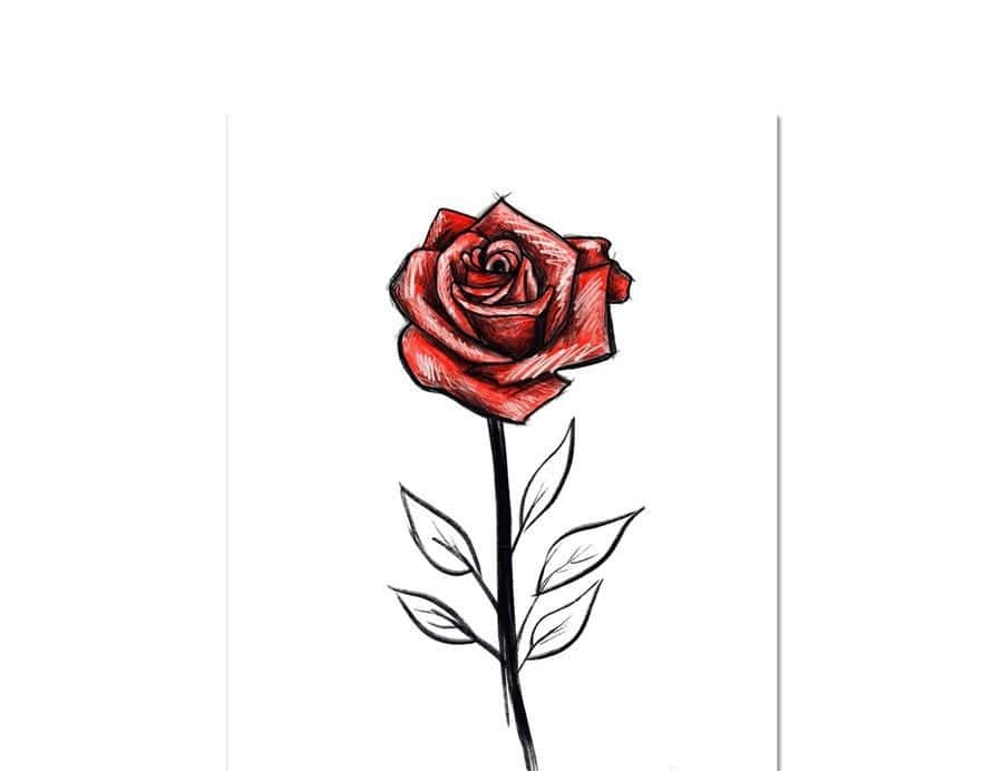 Rose Symbol 桌布 壁紙 — 一朵紅玫瑰，帶有黑色墨水的莖和葉，居中立在純白背景上。