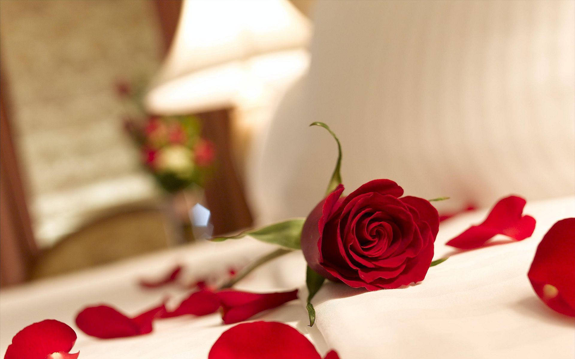 Roses 桌布 壁紙 — 一朵紅玫瑰，花瓣散落，放在白色床罩上，旁邊是一盞柔和發光的燈，在舒適的臥室裡。