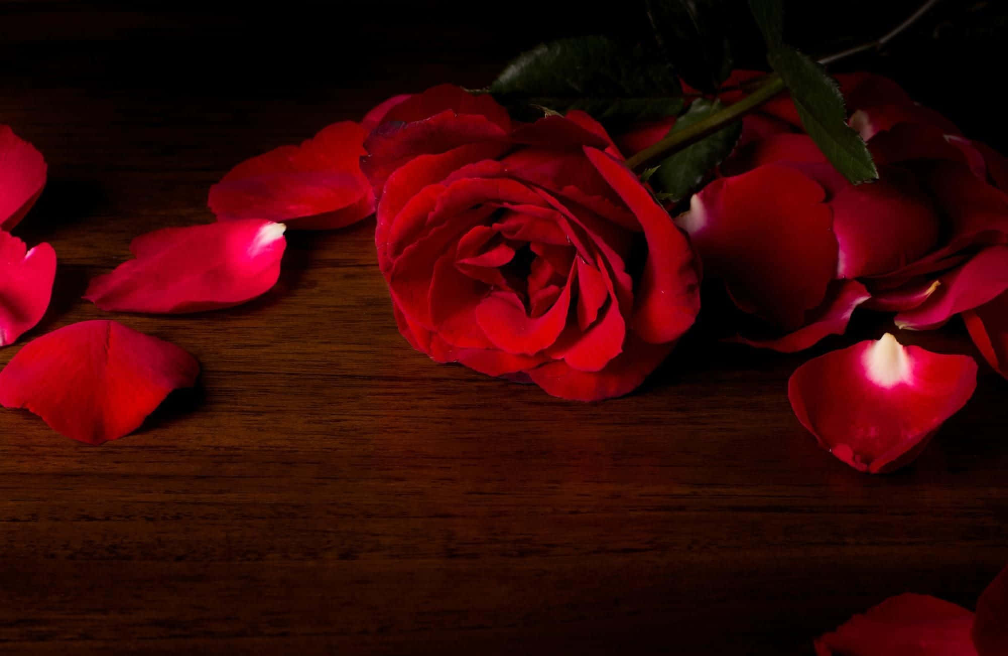 Rose Petal 桌布 壁紙 — 一朵紅玫瑰和散落的花瓣在深色木質表面上，在戲劇性的低光下柔和地發光。