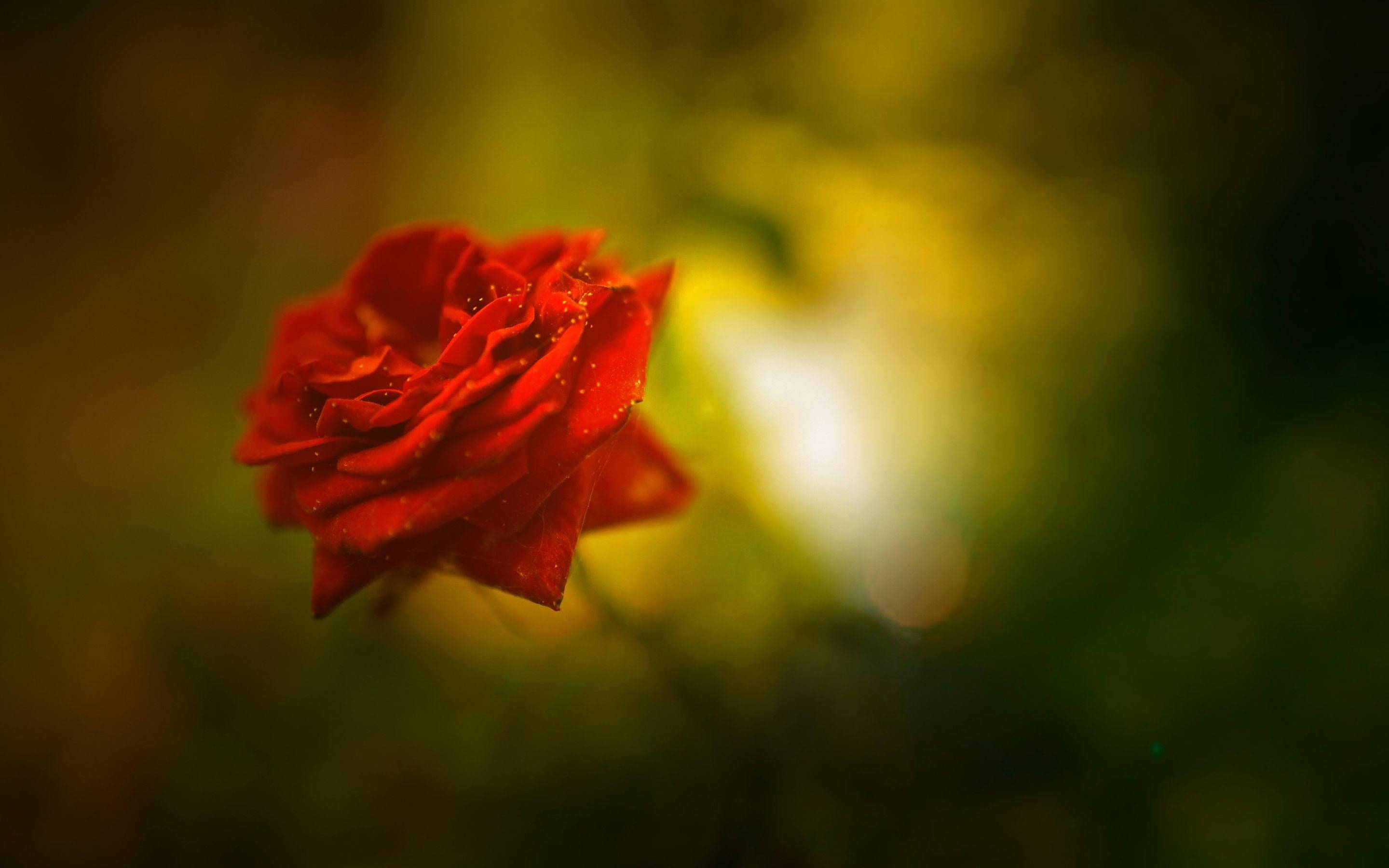 beautiful rose HD 桌布 壁紙 — 一朵紅玫瑰在柔和模糊的金綠色背景下閃爍著露珠。
