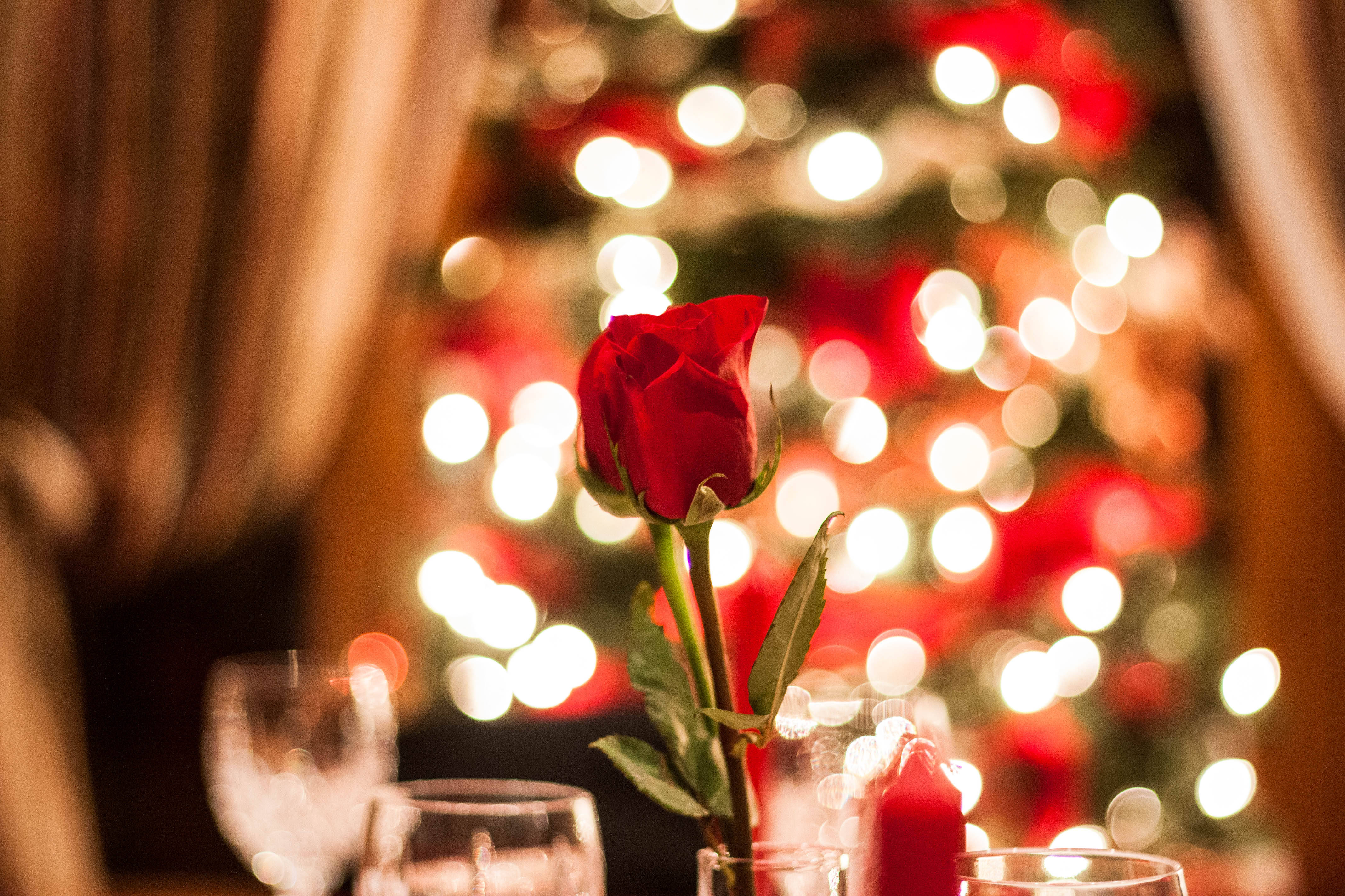 Romantic Rose 桌布 壁紙 — 一朵紅玫瑰在桌上與酒杯一同聚焦，背後模糊的節日燈光溫暖地閃爍。