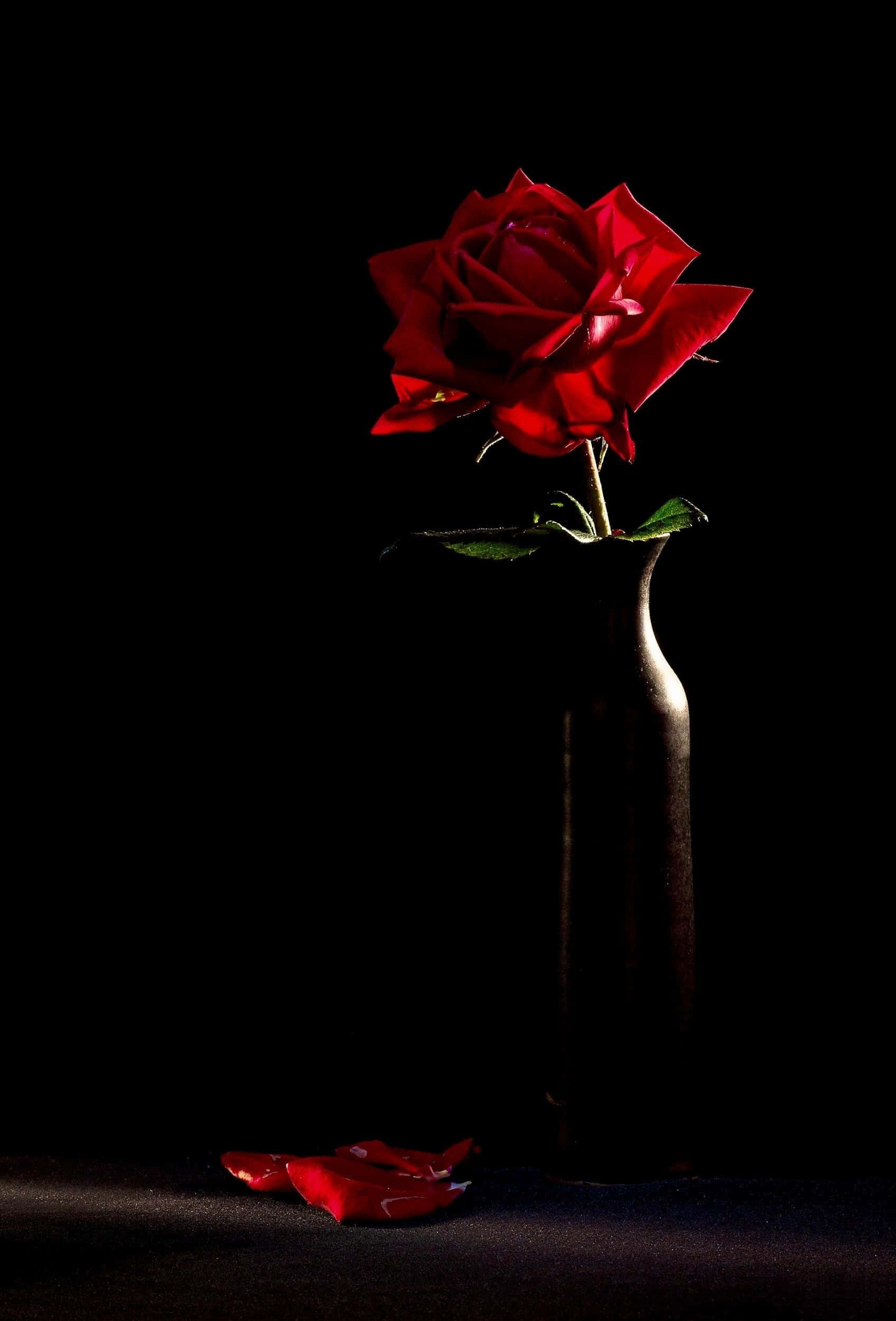 Black Rose Aesthetic 桌布 壁紙 — 一朵紅玫瑰在深色花瓶中，黑色背景，地上有掉落的花瓣。