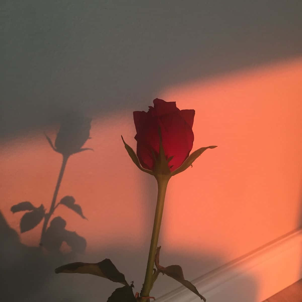 柔和美學 桌布 壁紙 — 一朵紅玫瑰在溫暖的夕陽光中佇立，在素牆上投下長長的影子。