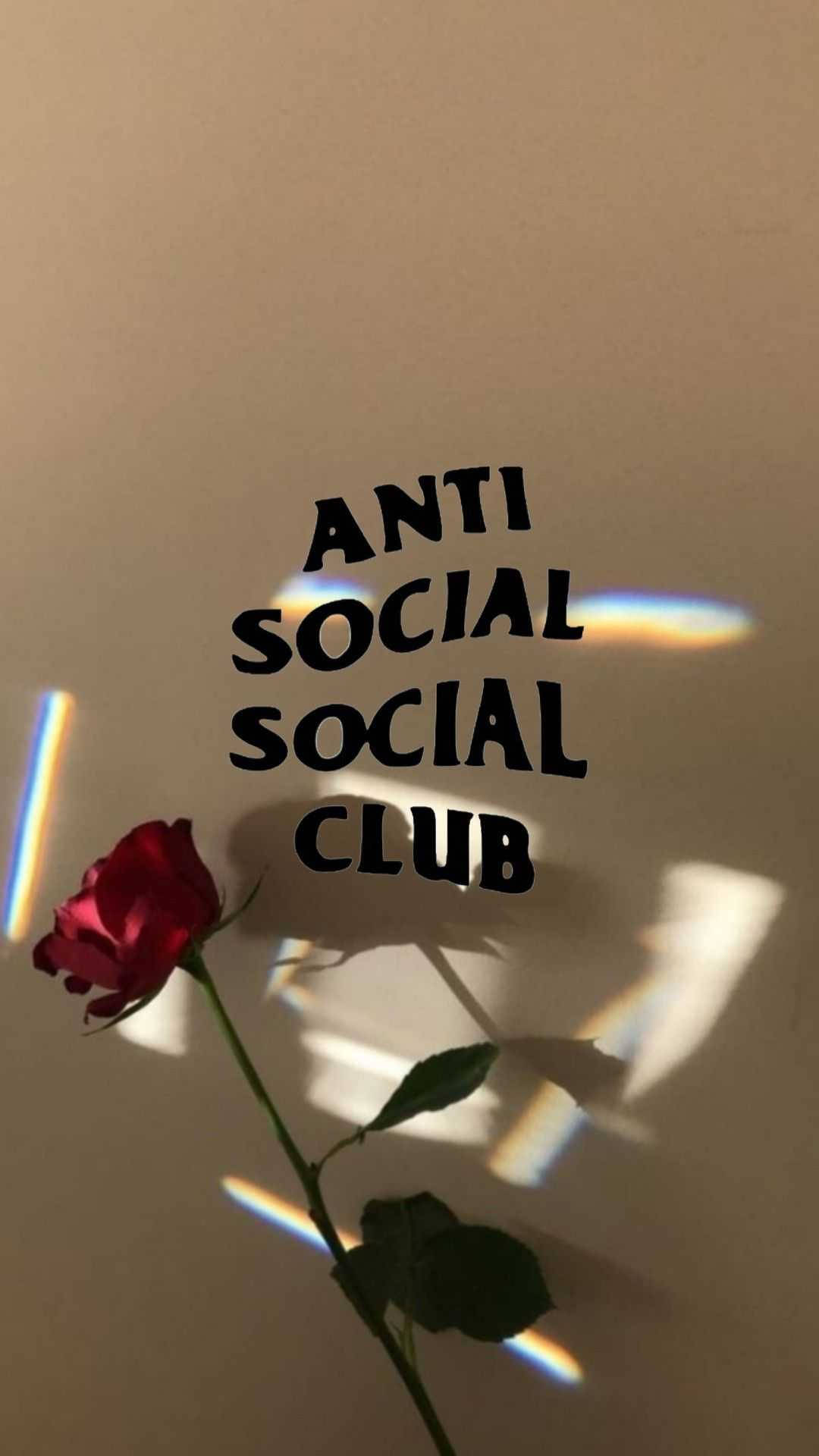 club 桌布 壁紙 — 一朵紅玫瑰在牆上投下陰影，旁邊有文字 anti social social club 和彩虹光束。